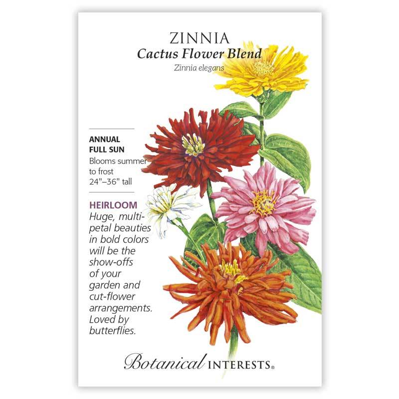Zinnia Cactus Flower Blend