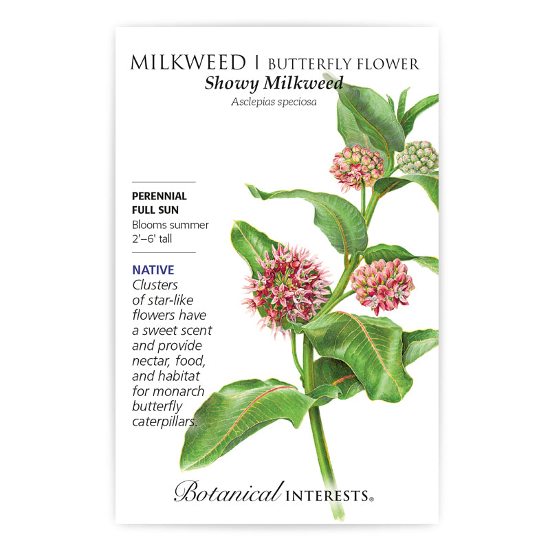 Milkweed Showy