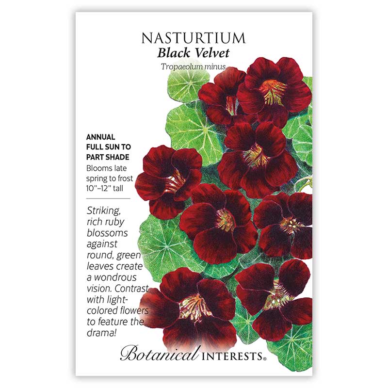 Nasturtium Black Velvet