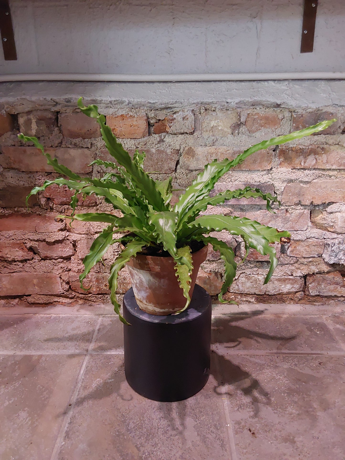 Hurricane Fern