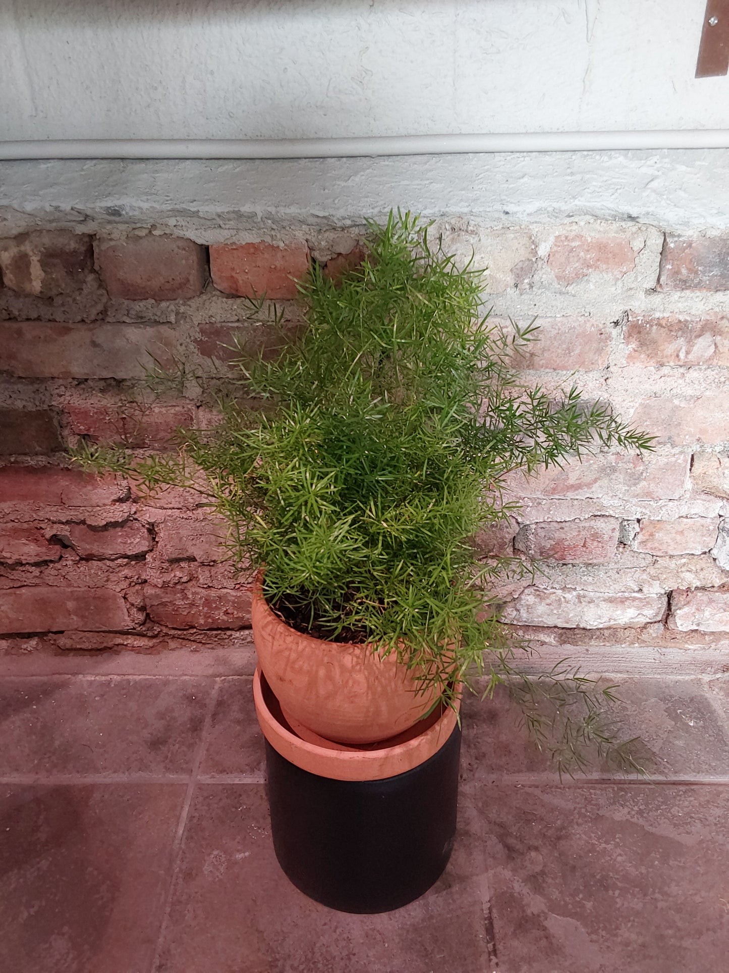 Asparagus Fern
