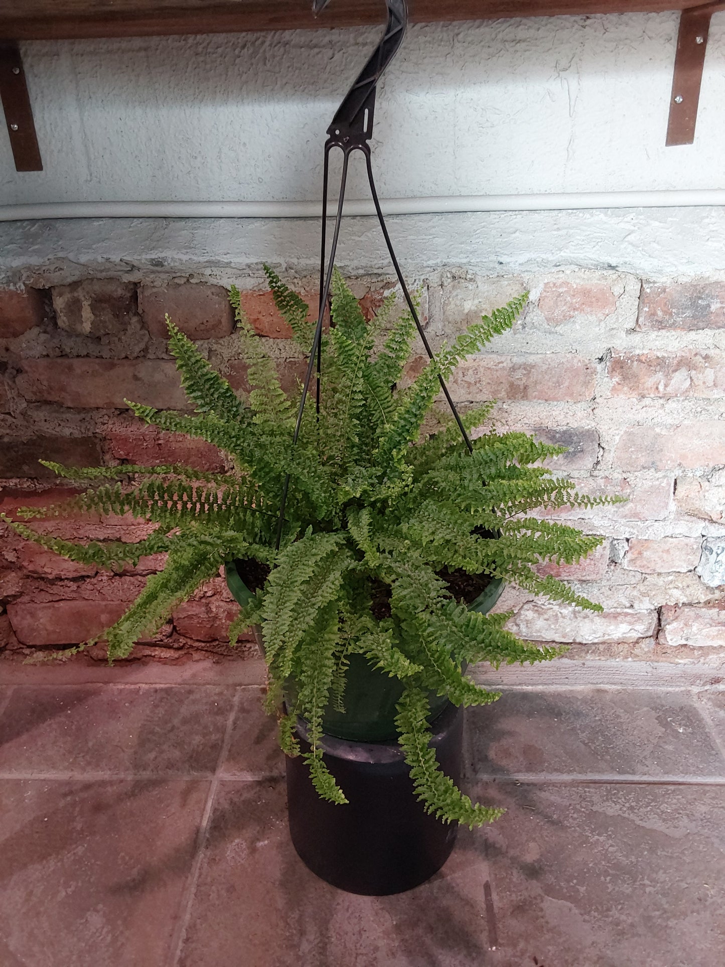 Fluffy Ruffle Fern