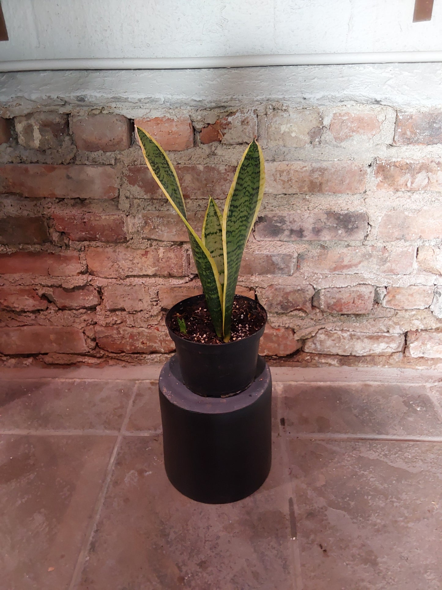 Snake Plant - Variegated