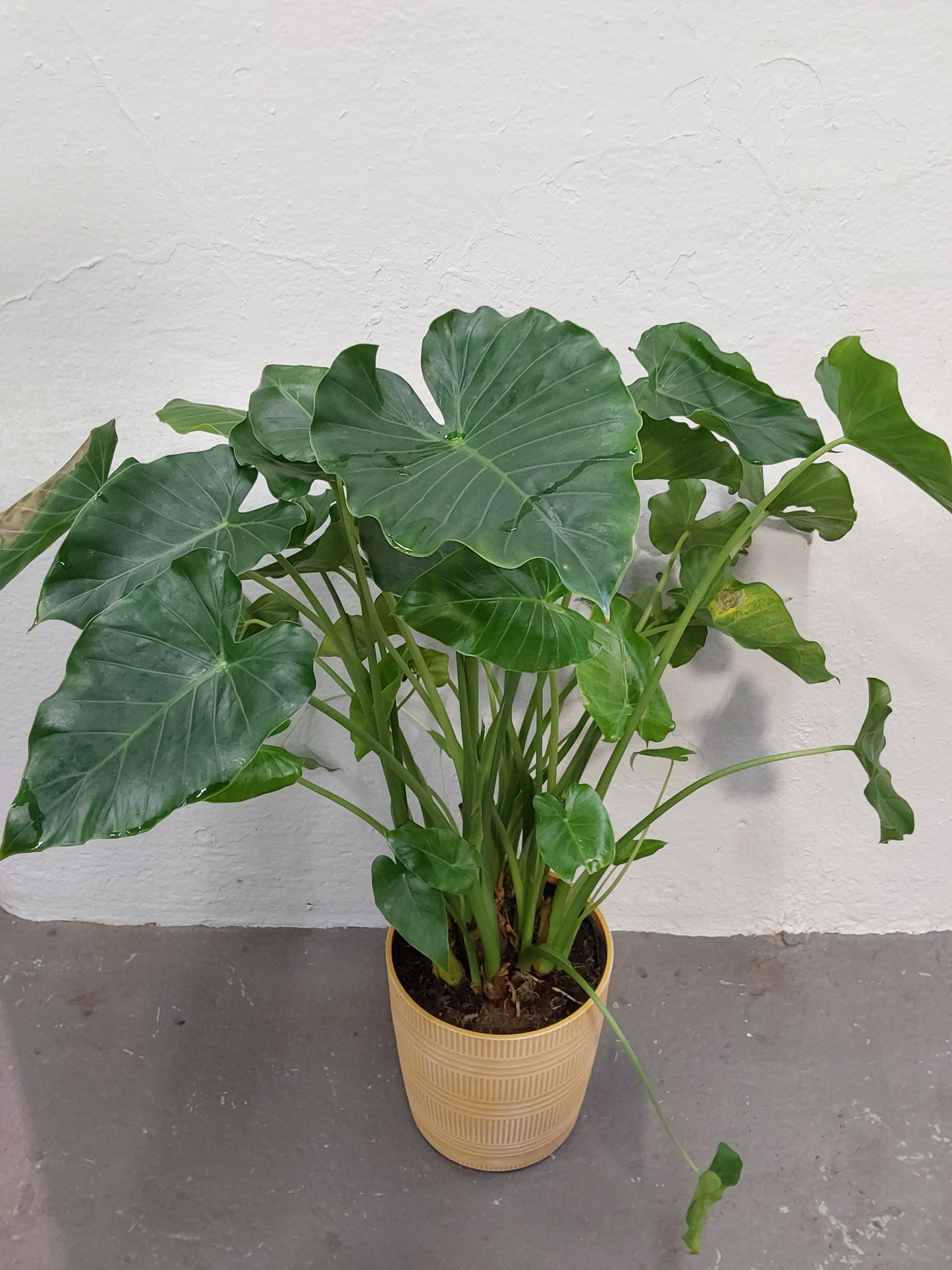 Alocasia