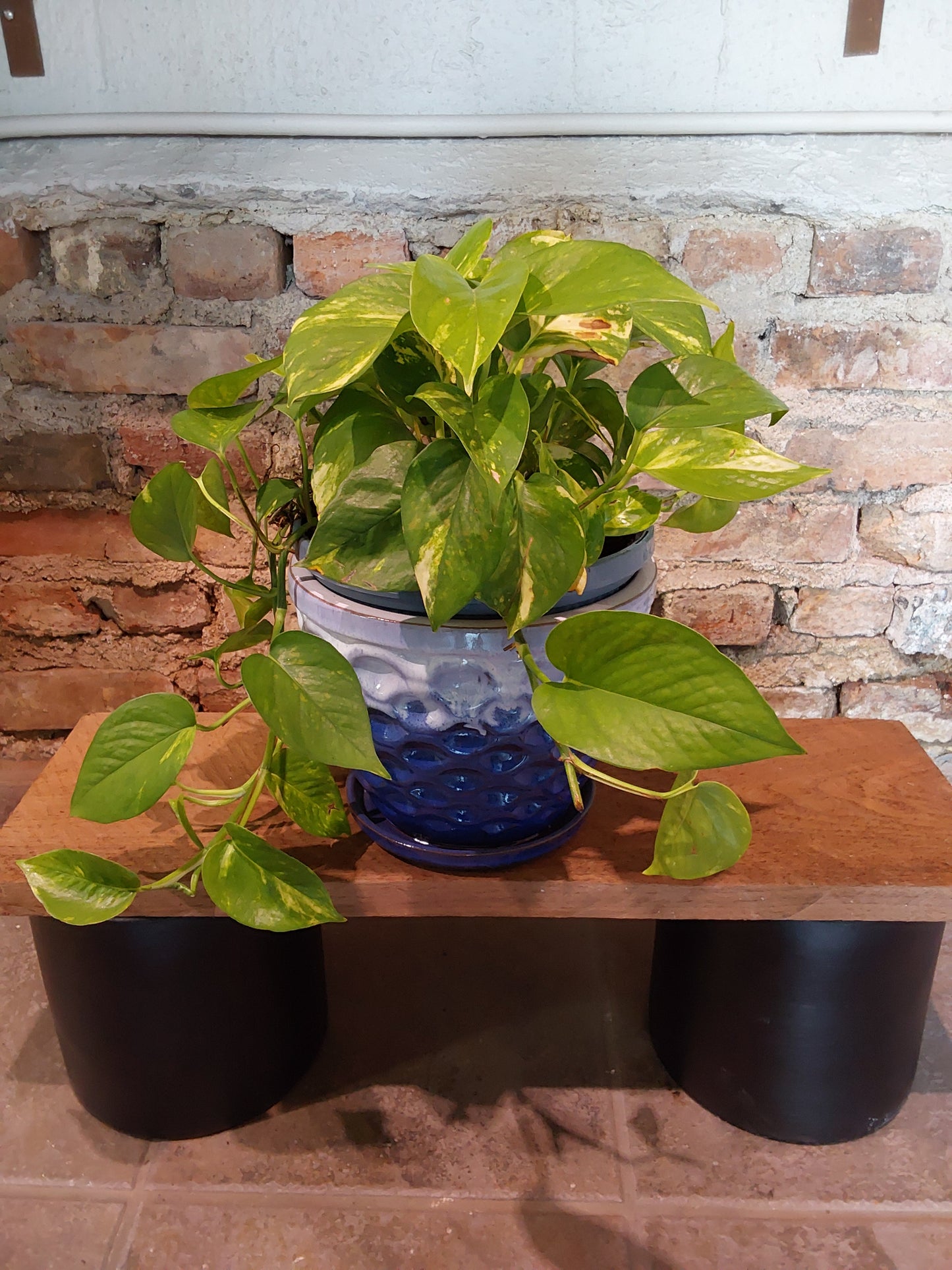 Golden Pothos
