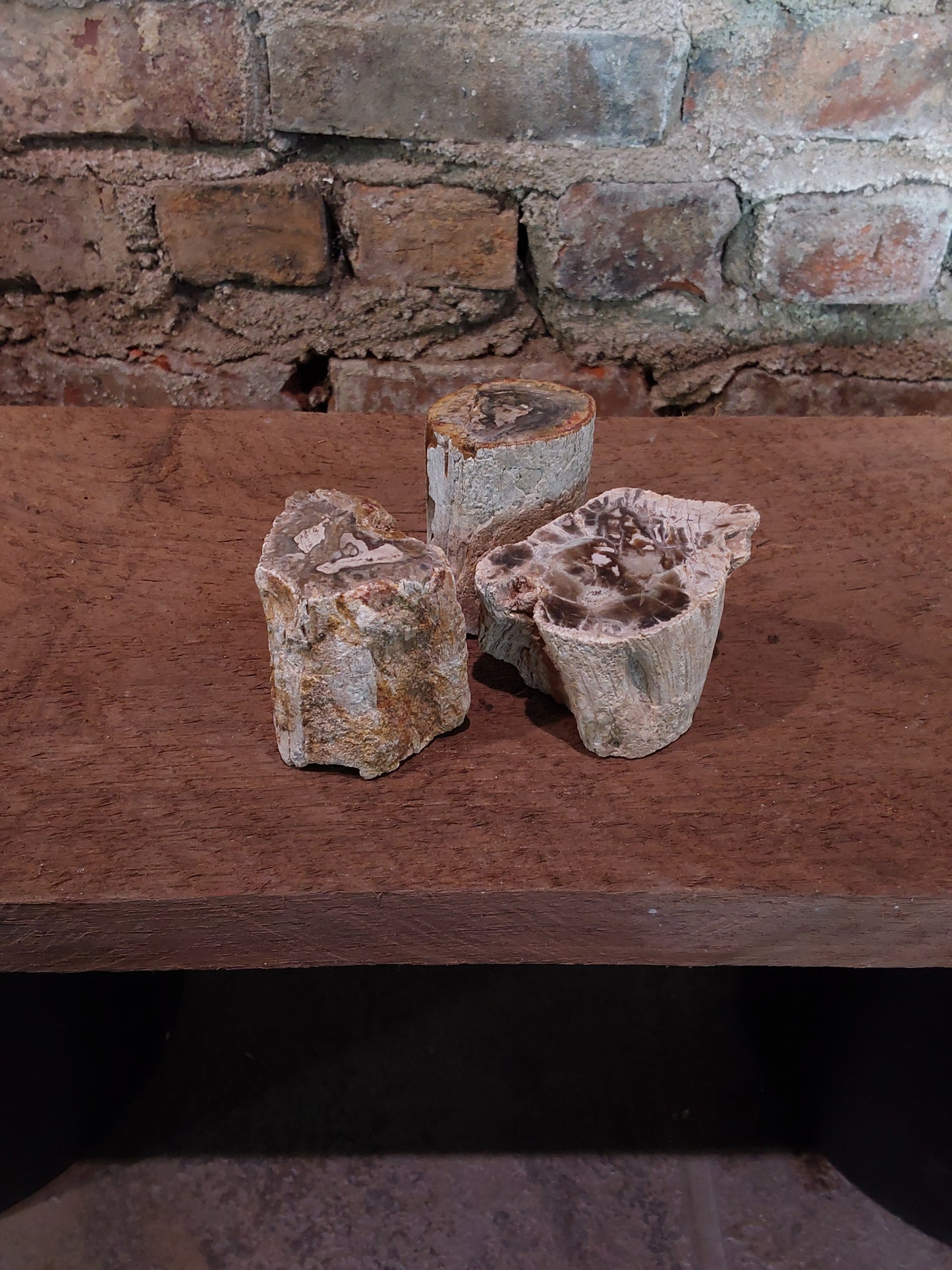 Petrified Wood Branches