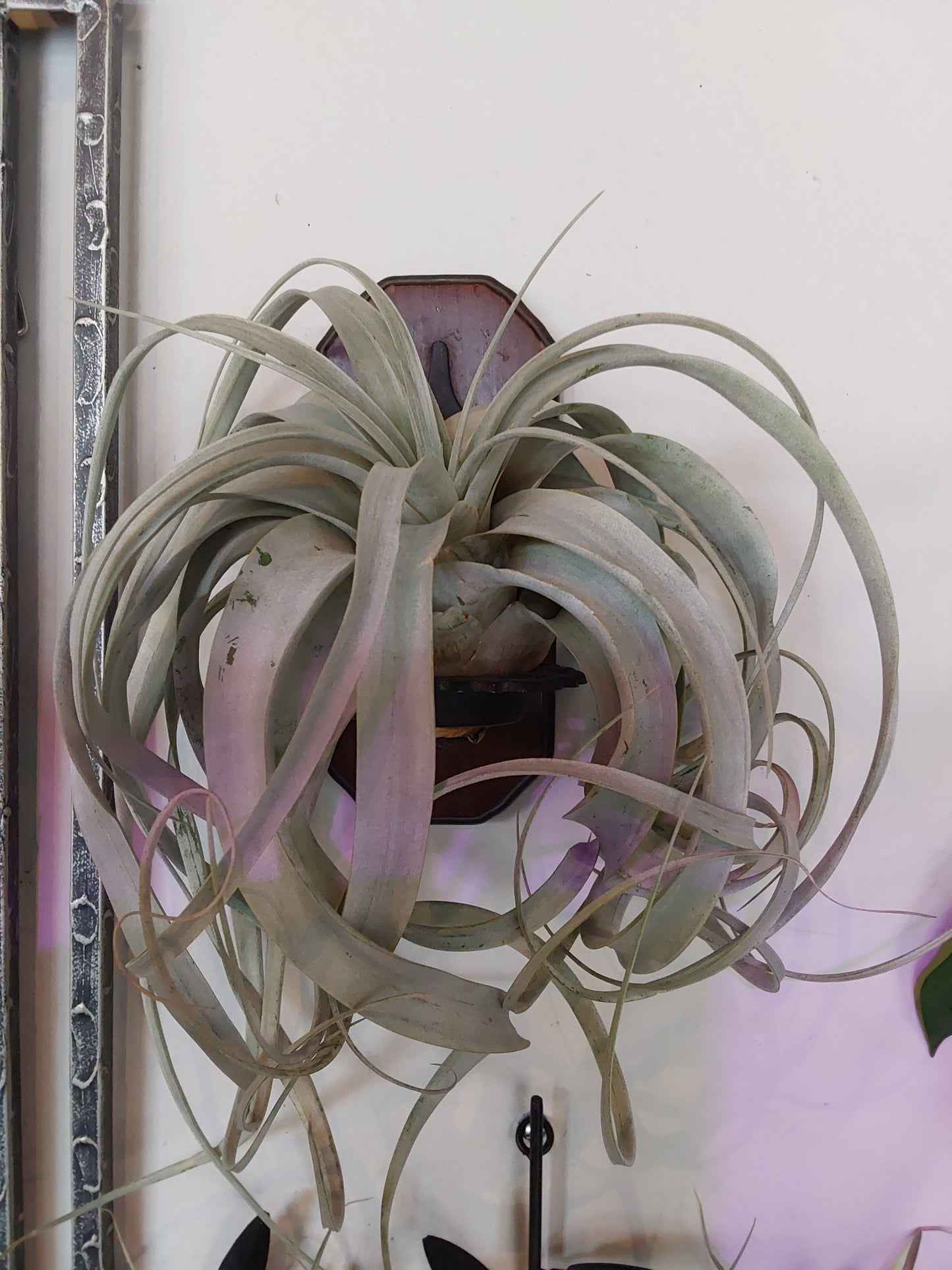 Airplant - Tillandsia Xerographica