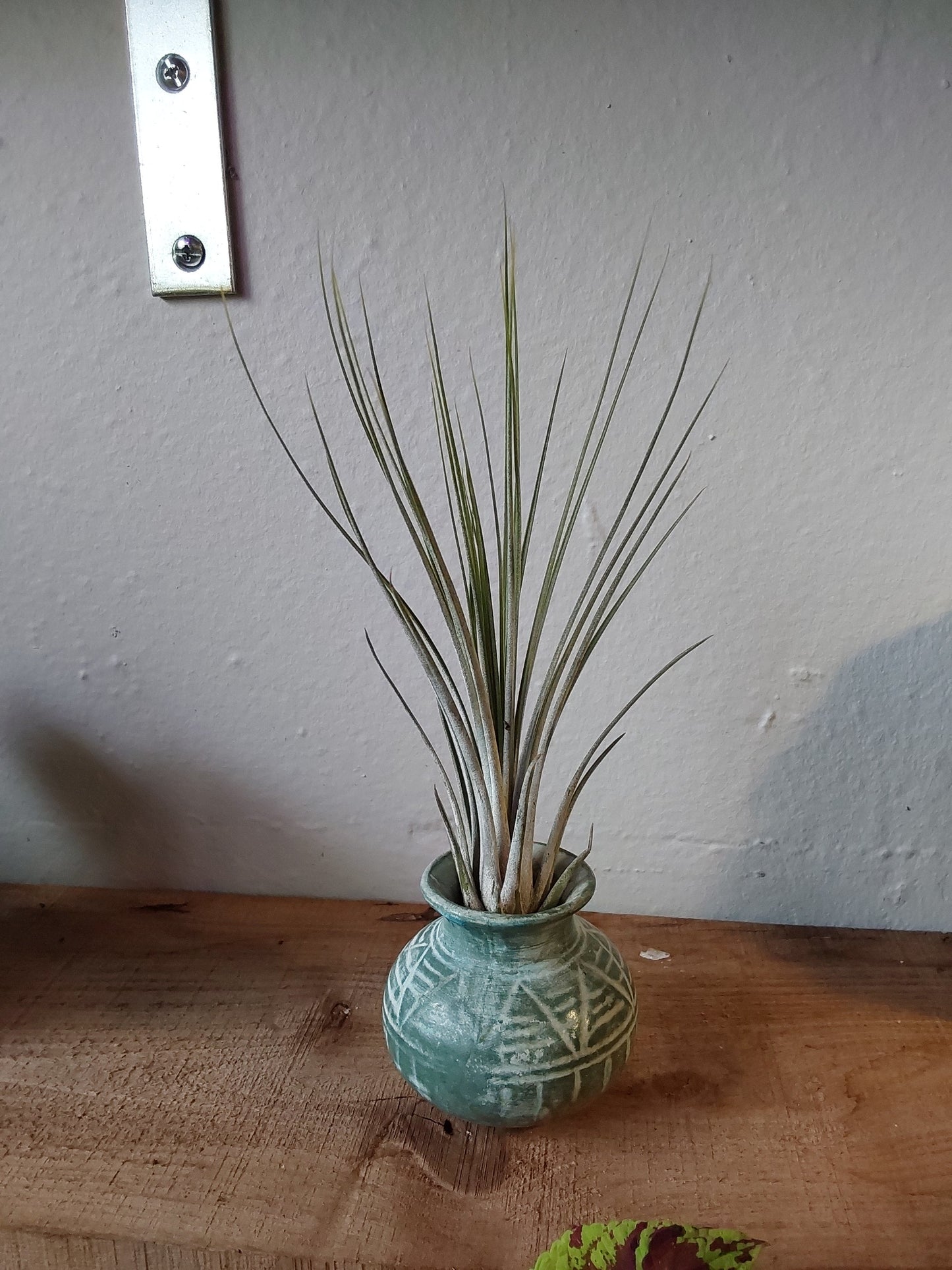 Air Plant - Tillandsia Juncea