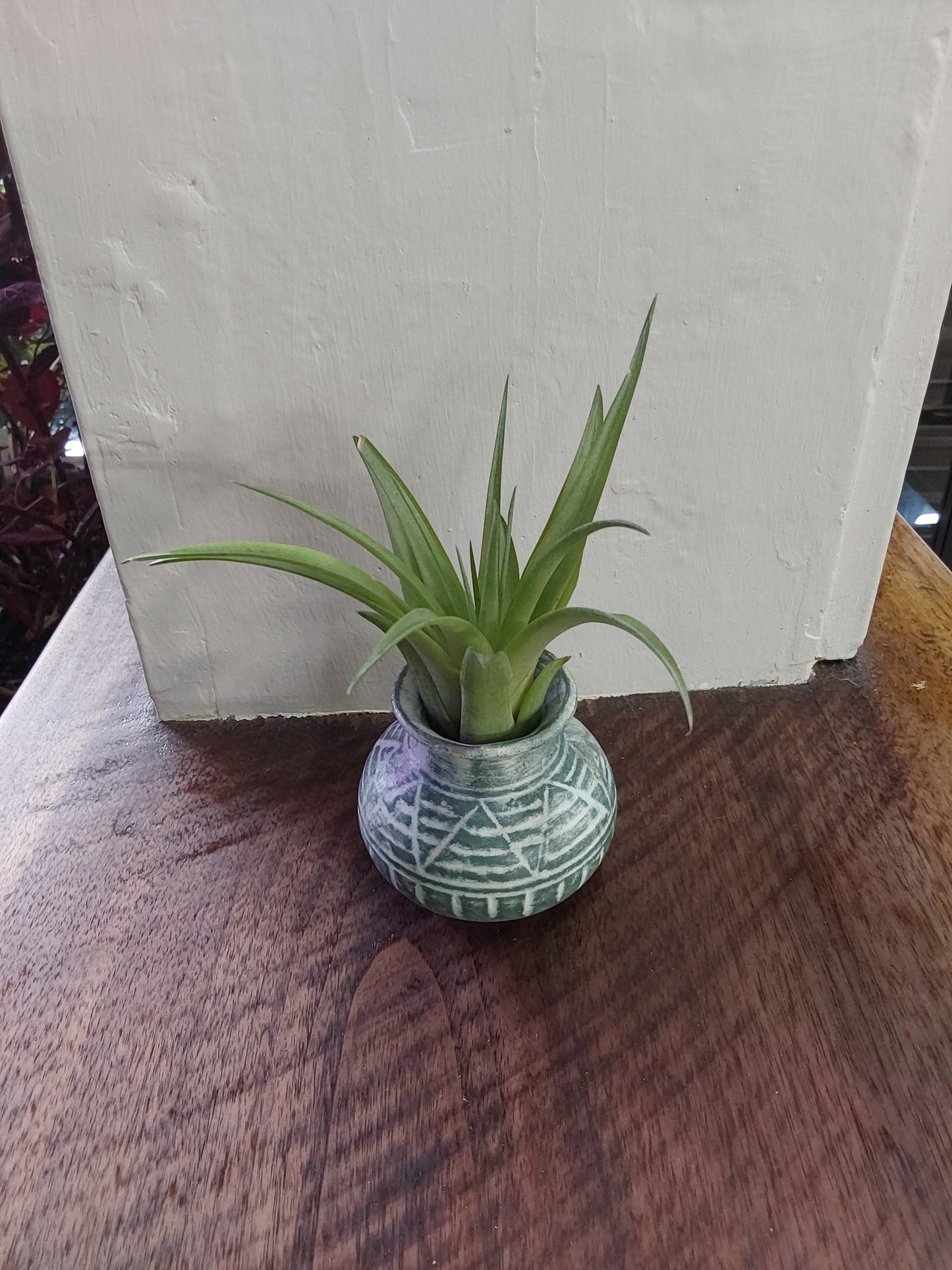 Air Plant - Tillandsia Brachycaulos Green Abdita