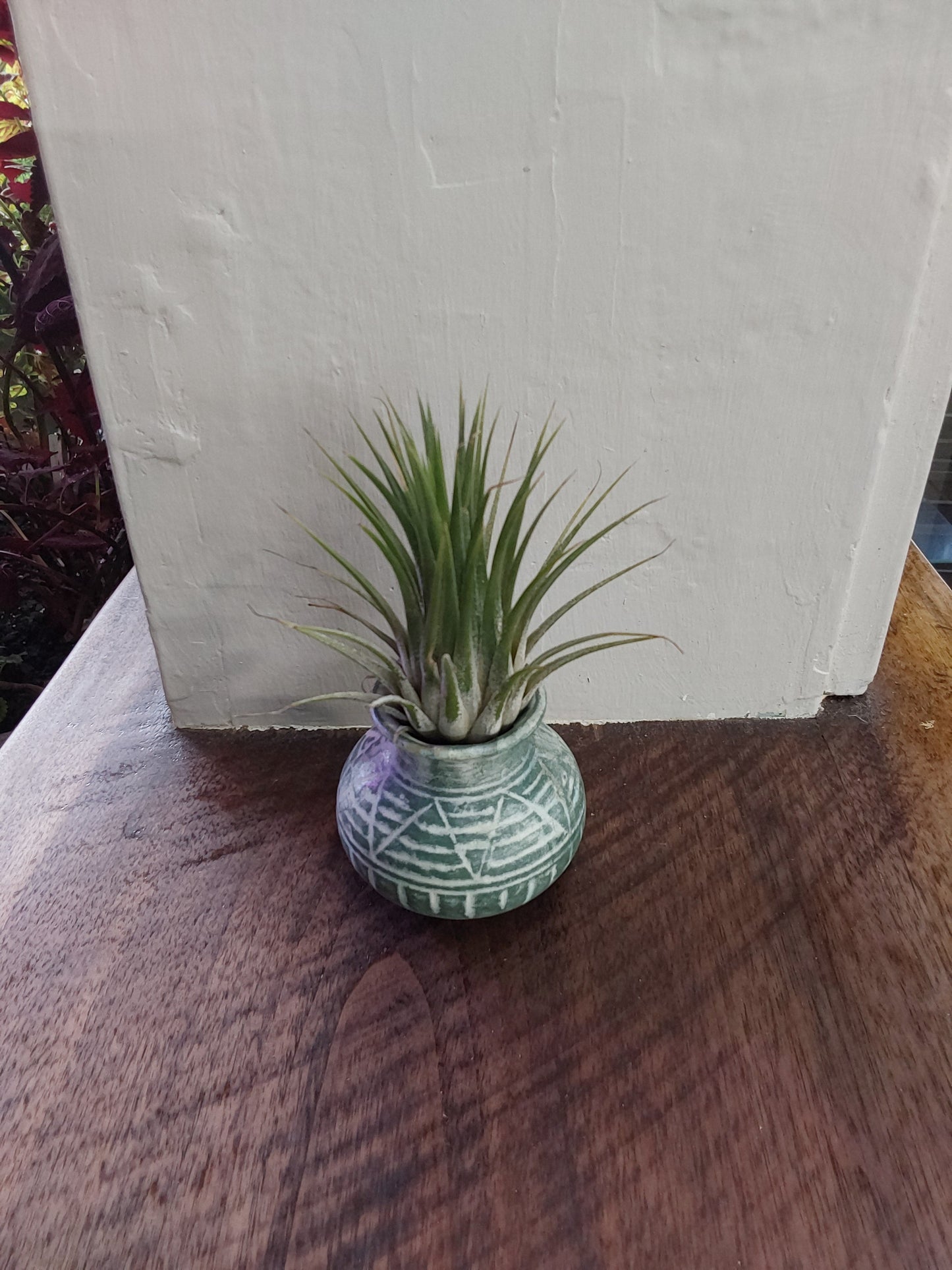 Air Plant - Tillandsia Ionantha Rubra