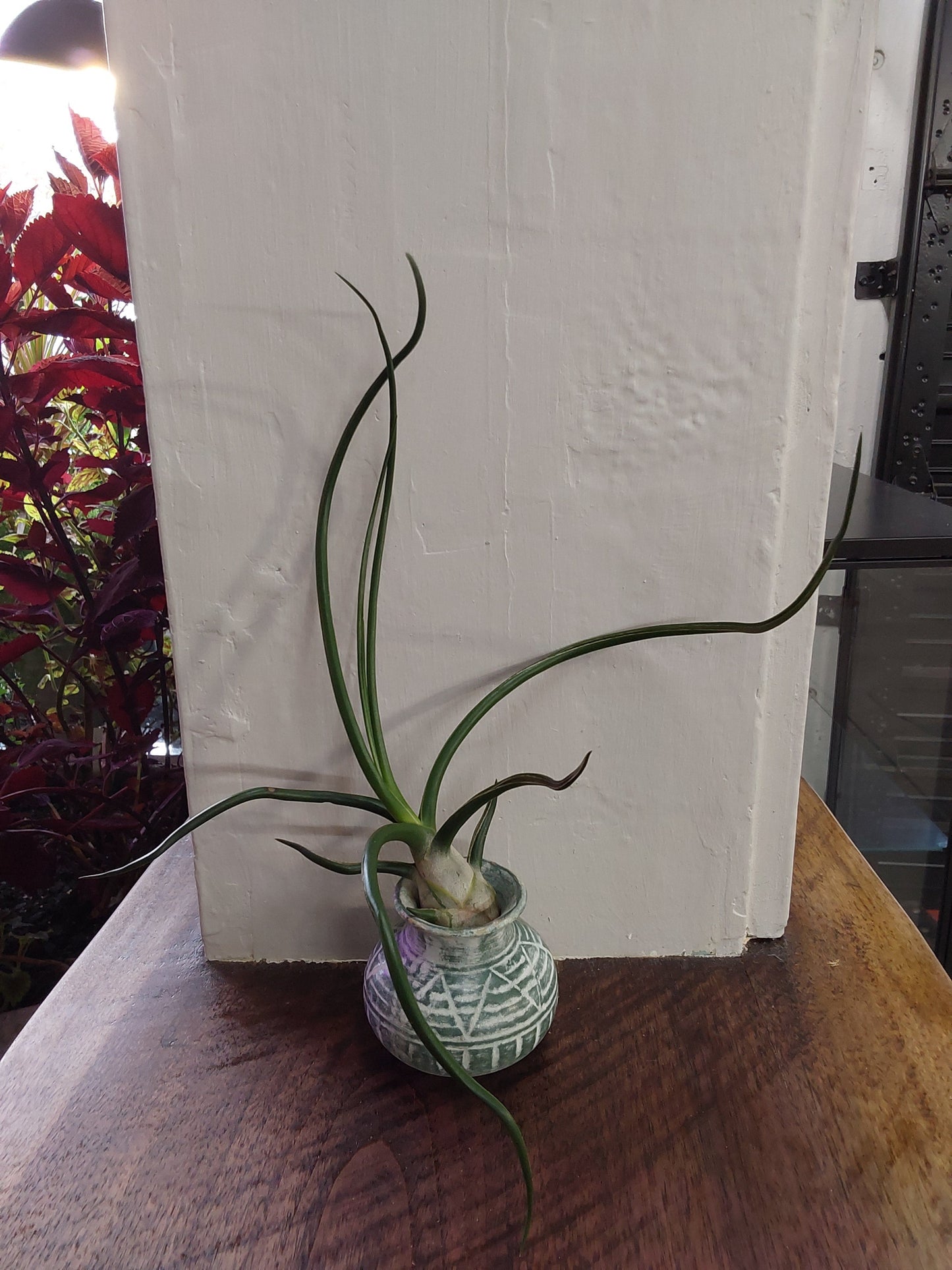 Air Plant - Tillandsia Bulbosa Guatemala