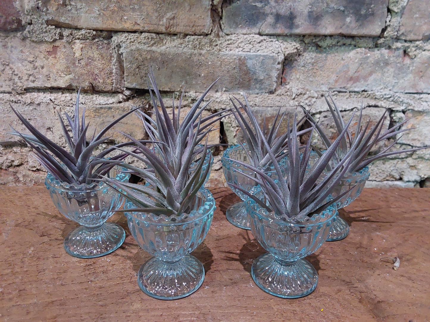 Purple Tillandsia Jonesii