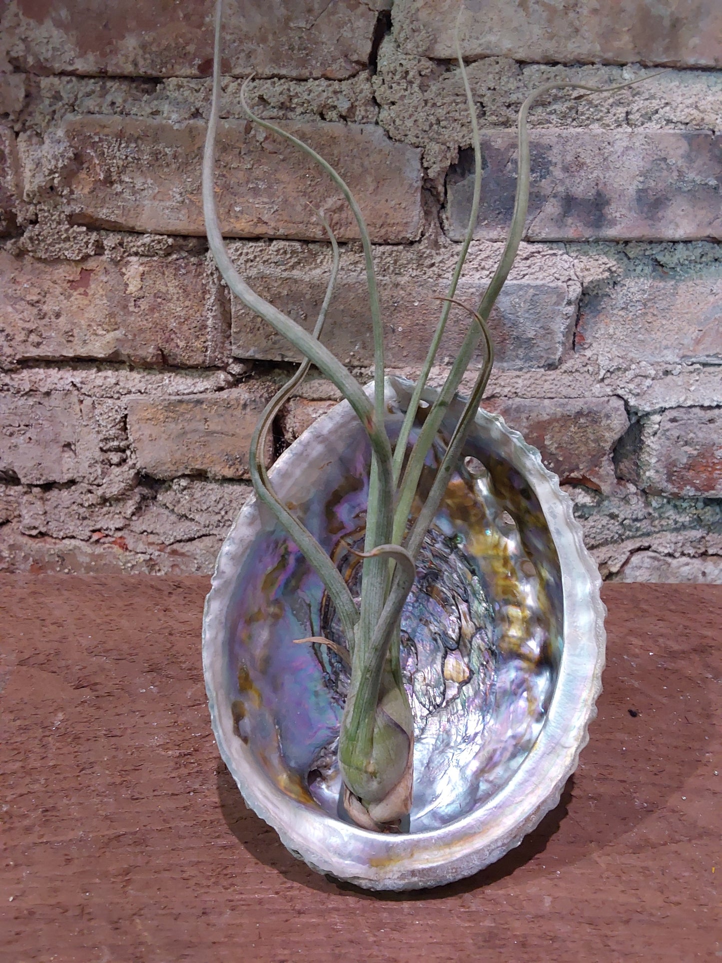 Tillandsia Bailey