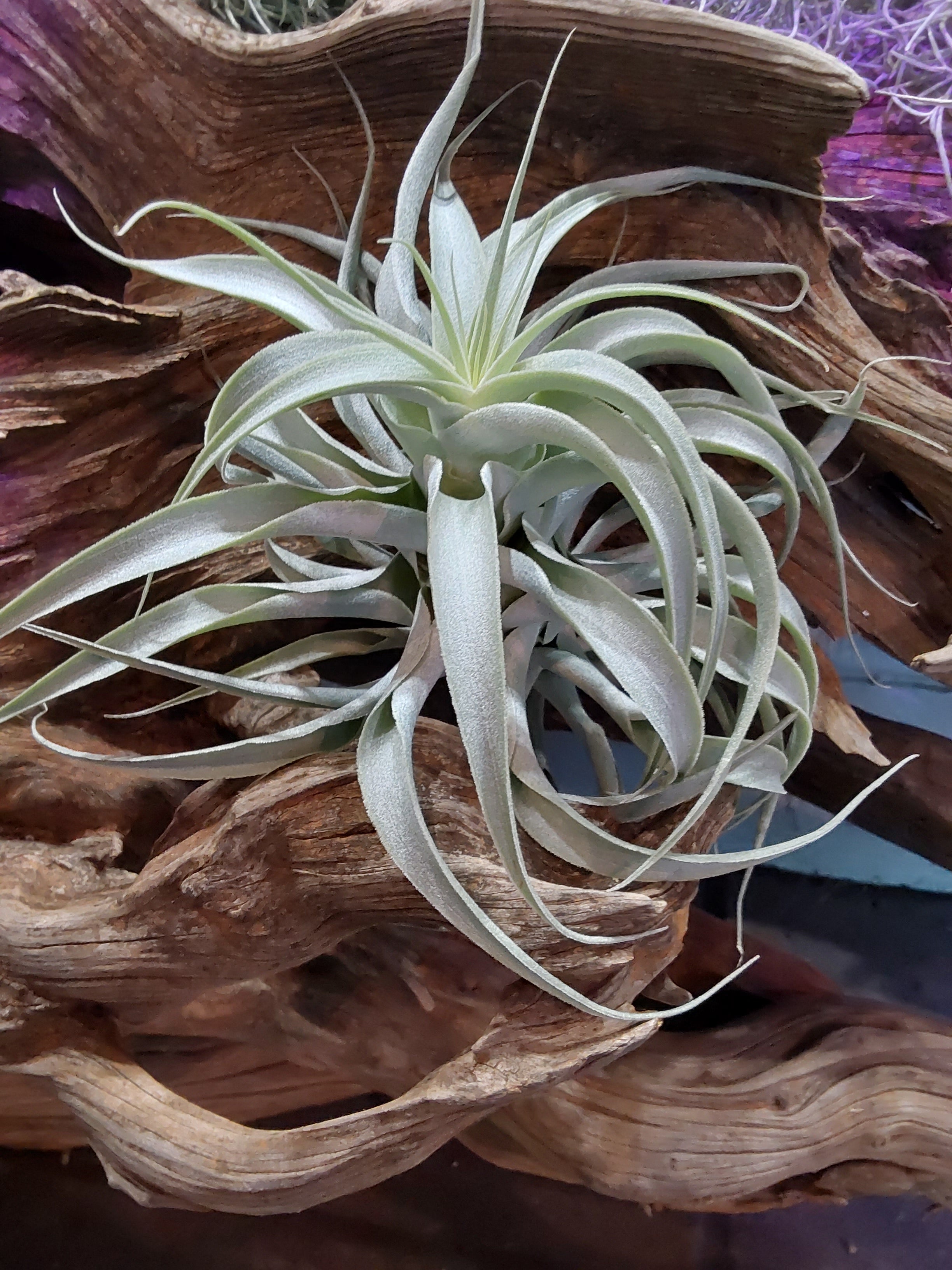 cacticola air plant Air Plant- Tillandsia Cacticola Long – Chlorophyll