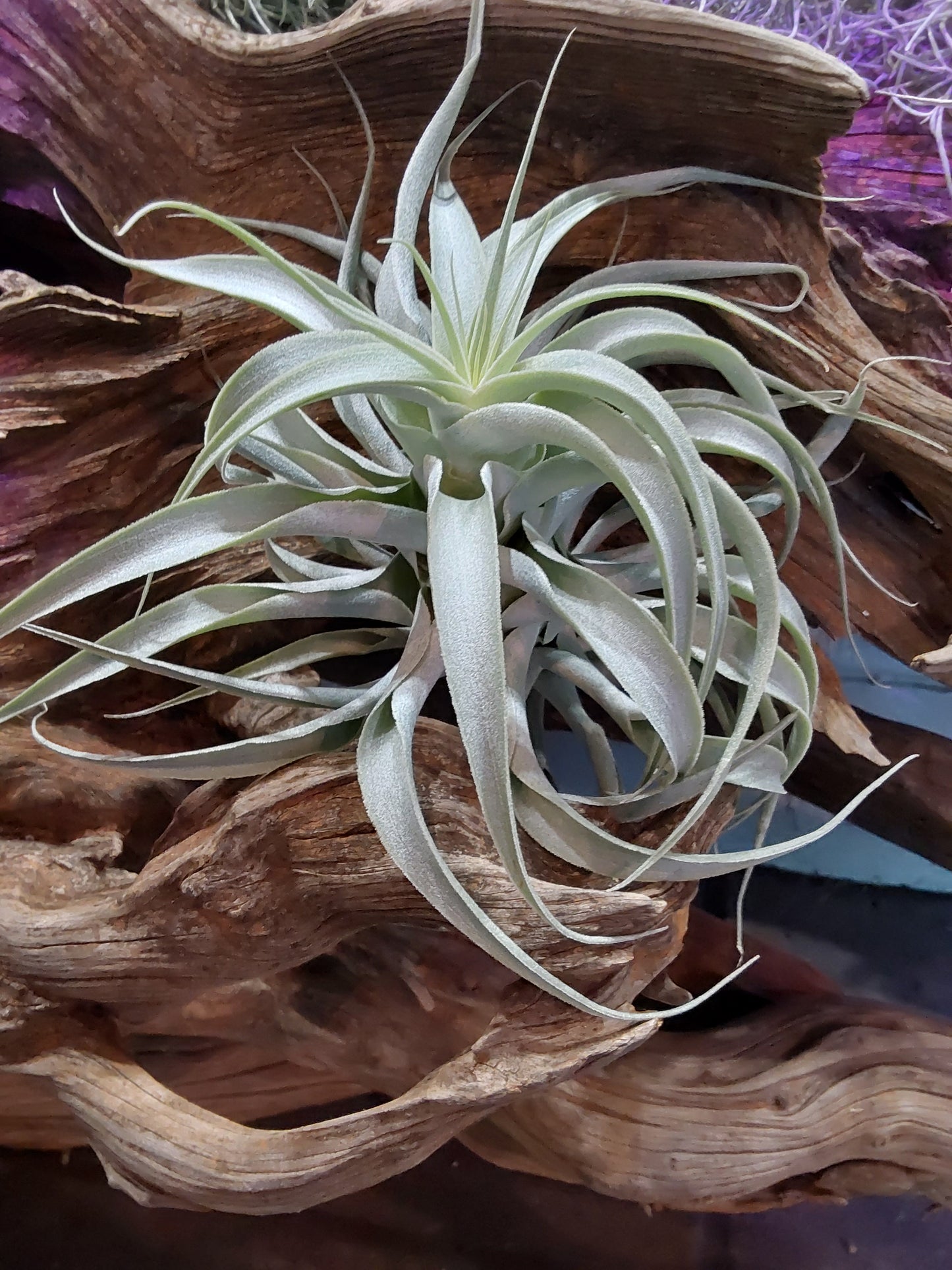 Tillandsia Cacticola Long