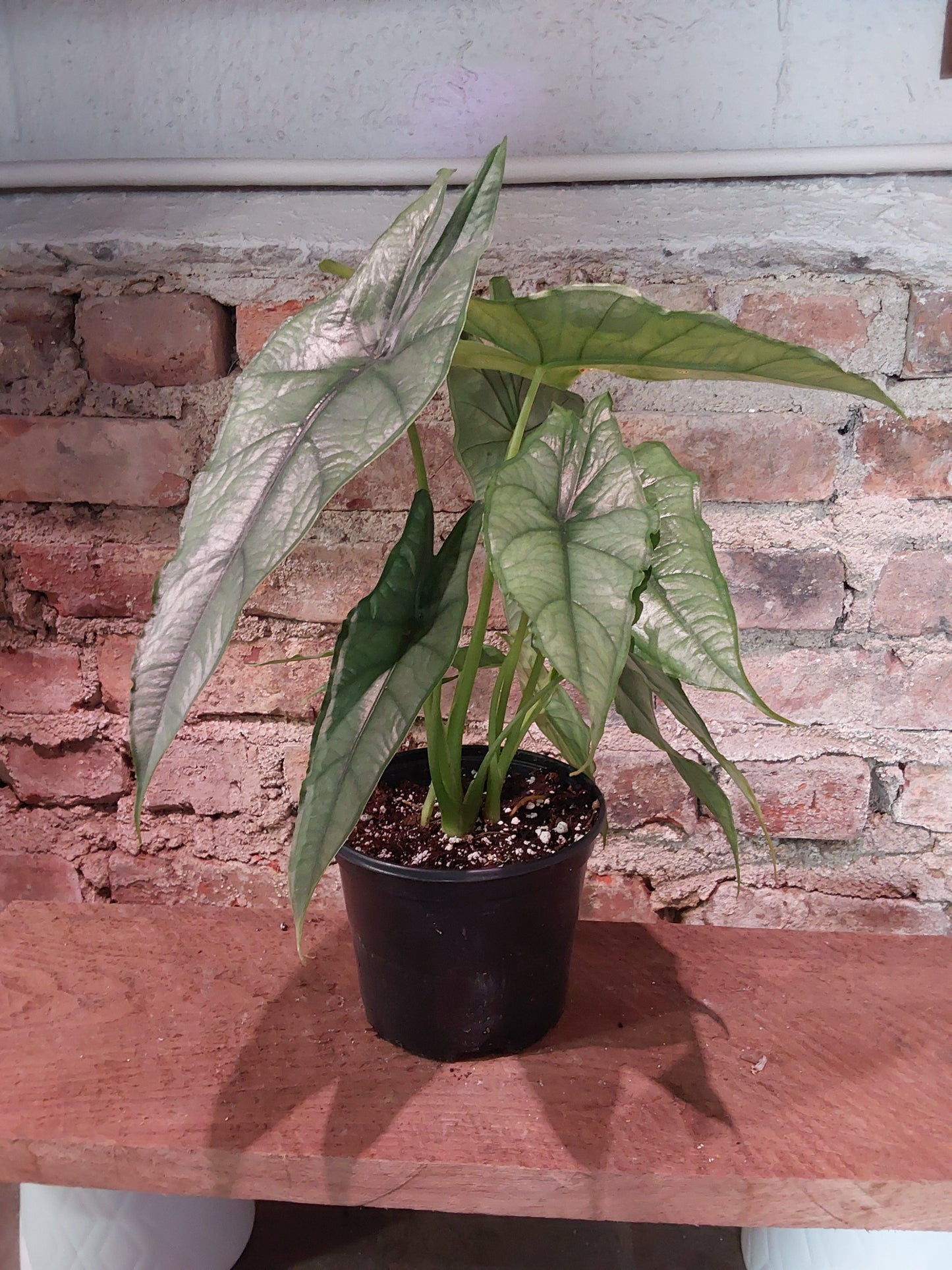Alocasia Dragons Breath 6"