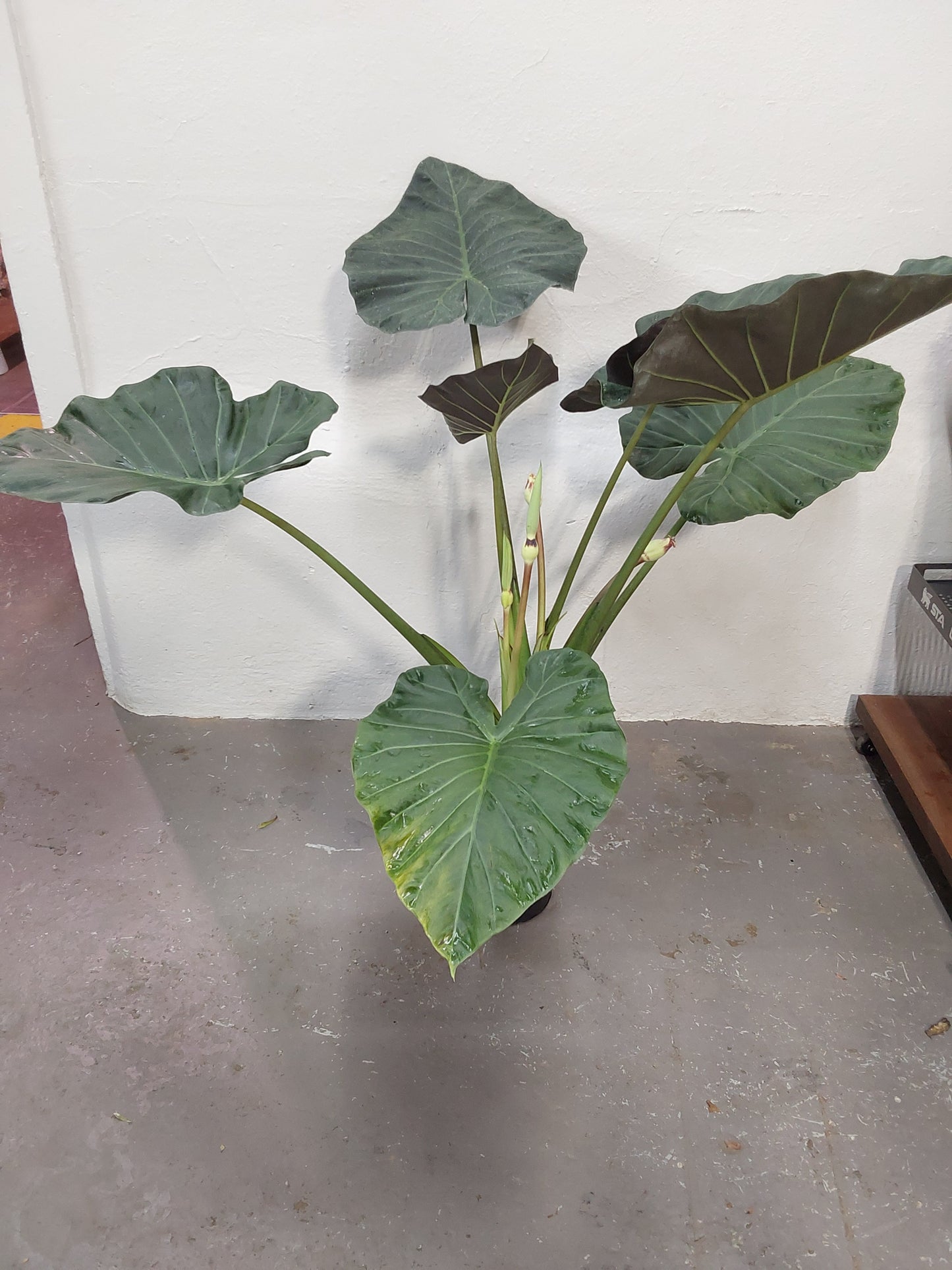 Alocasia Regal Shields