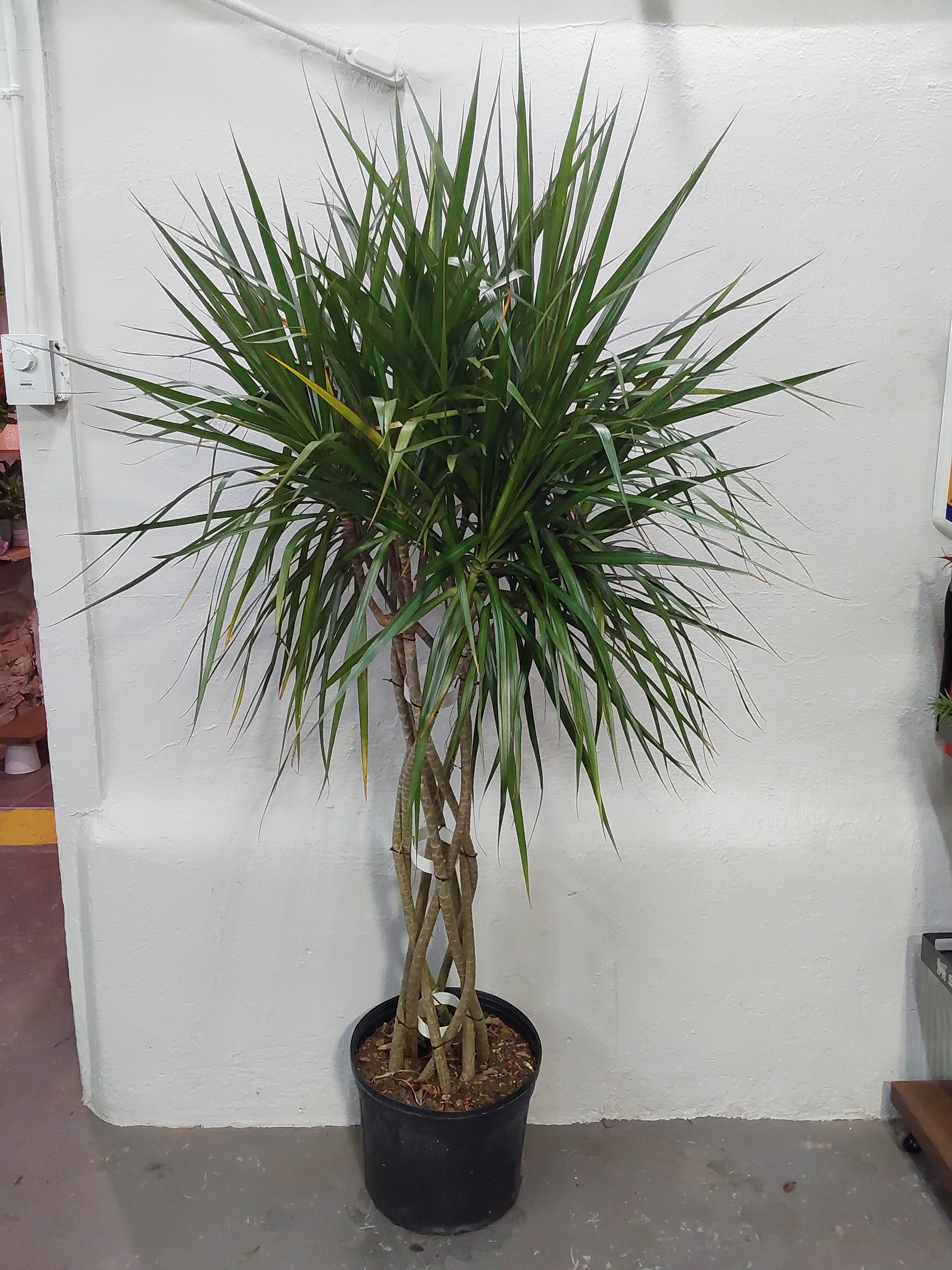 dracaena marginata open weave Dracaena Marginata Open Weave – Chlorophyll