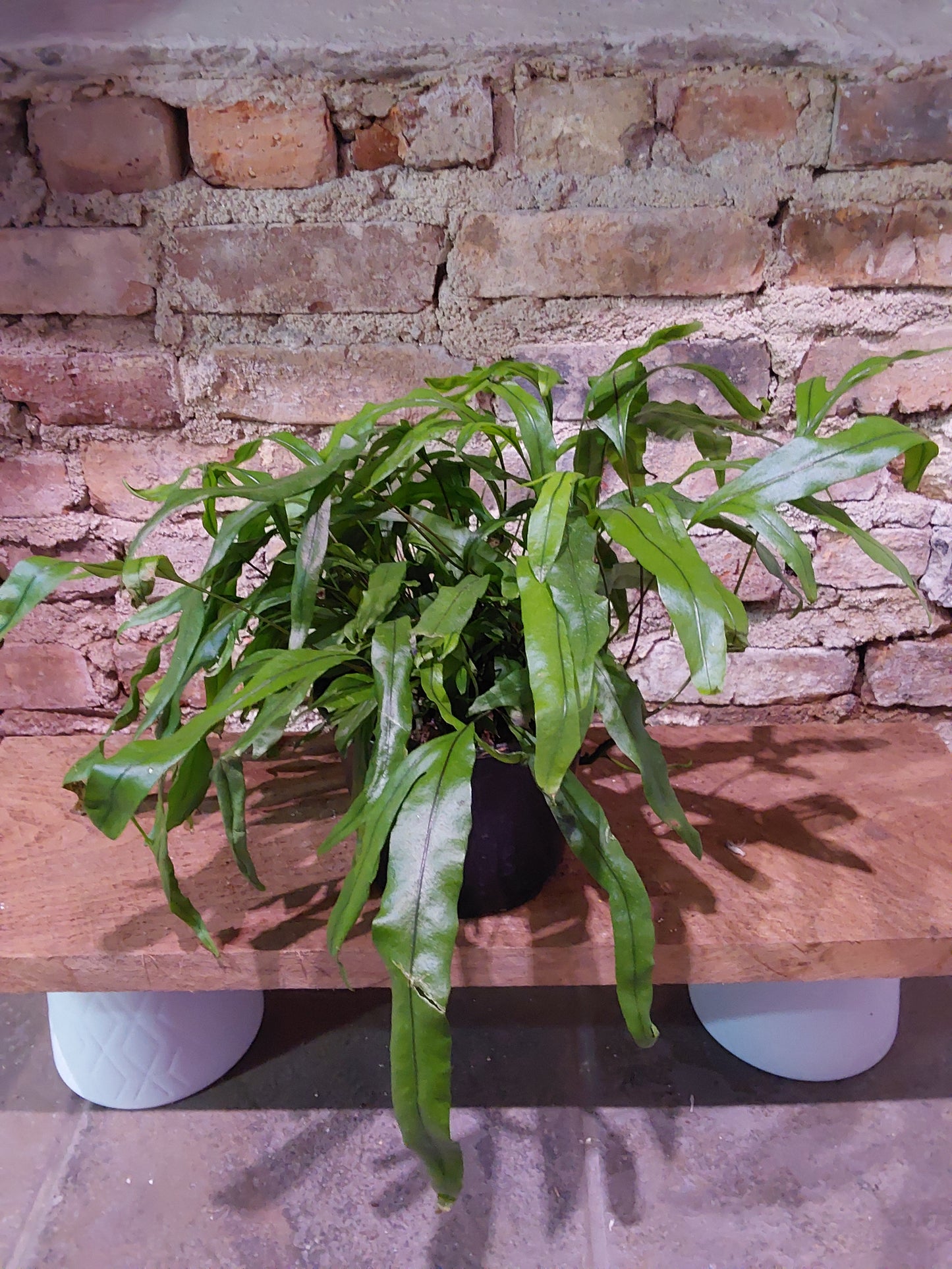 Kangaroo Fern 6"