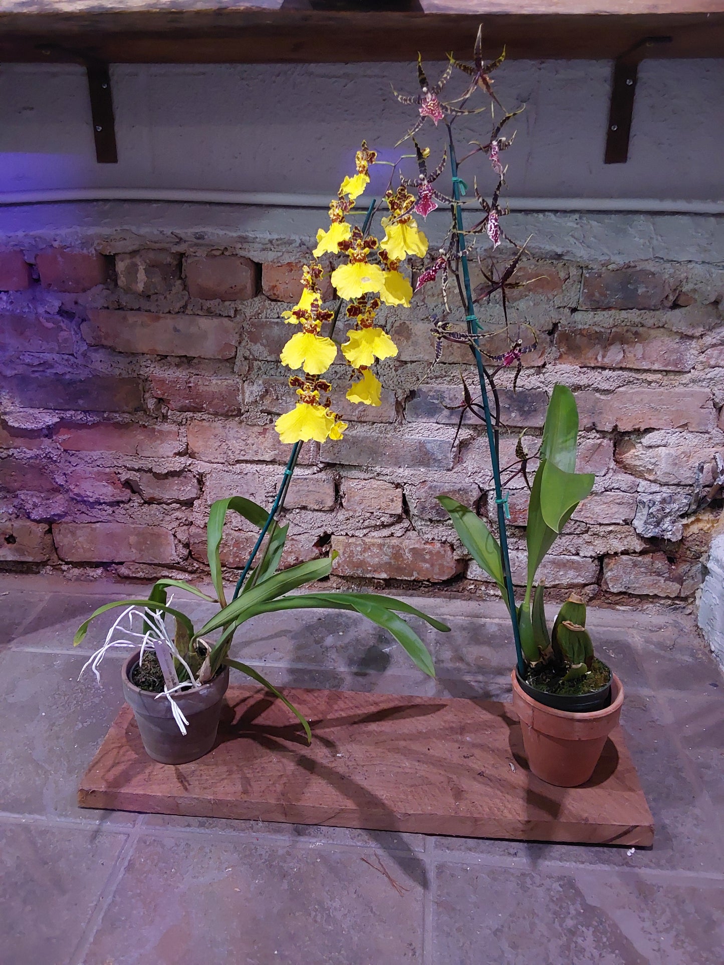 Oncidium Orchid