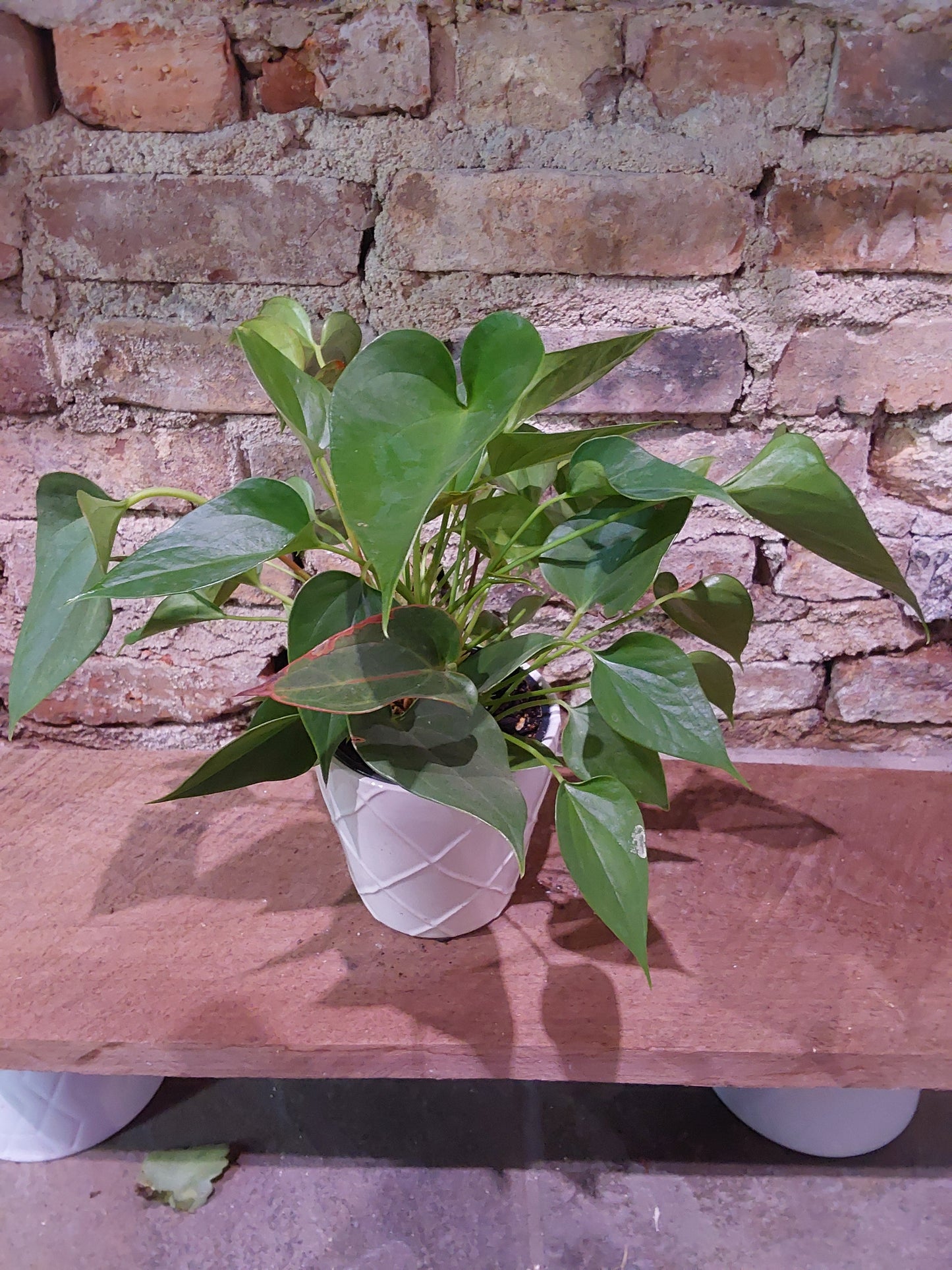 Painters Palette Anthurium