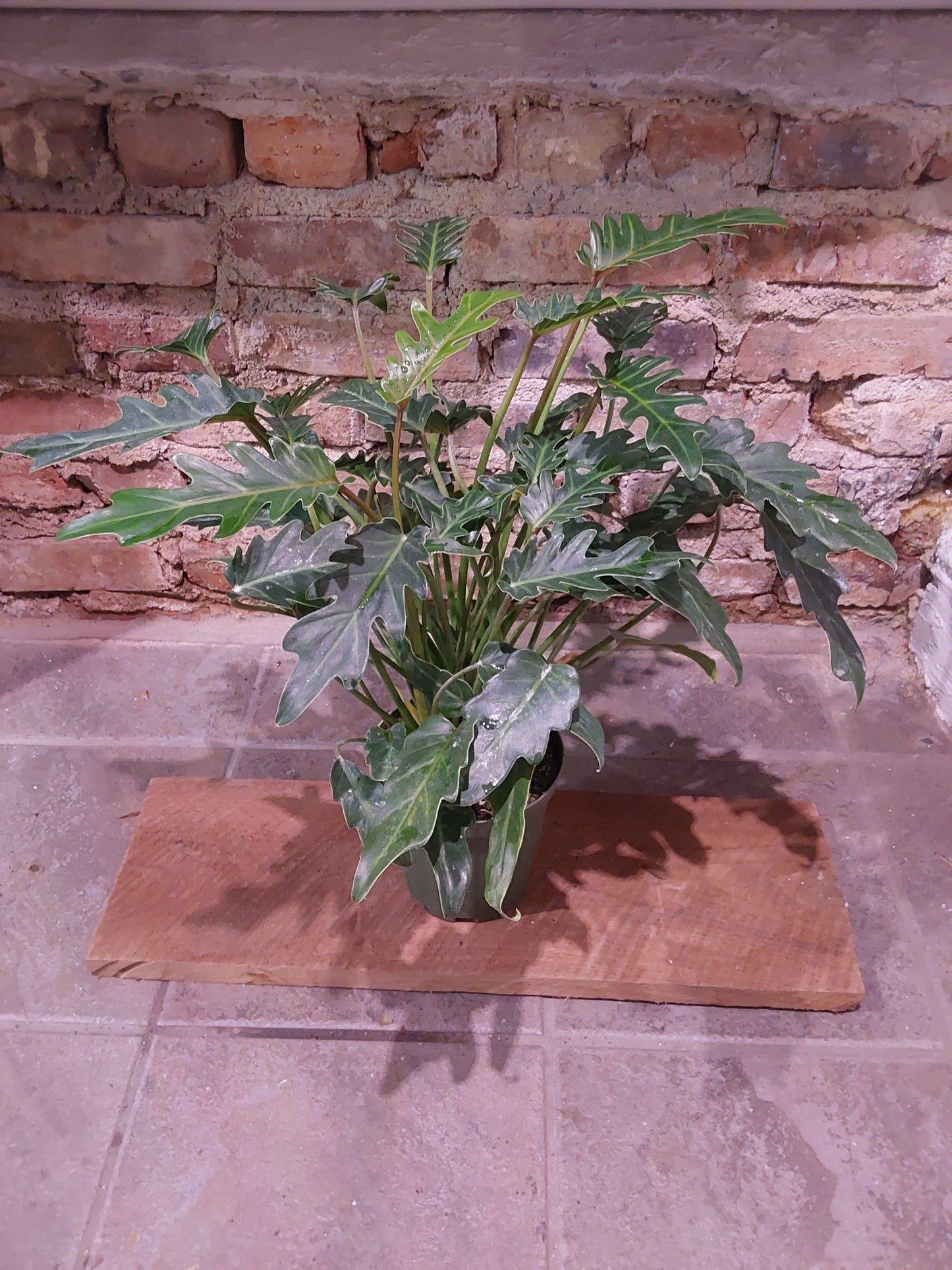 Philodendron Xanadu