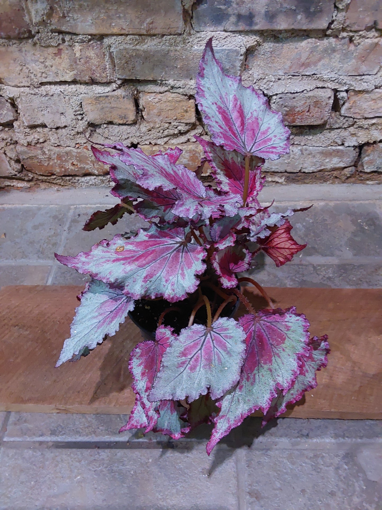 Rex Begonia