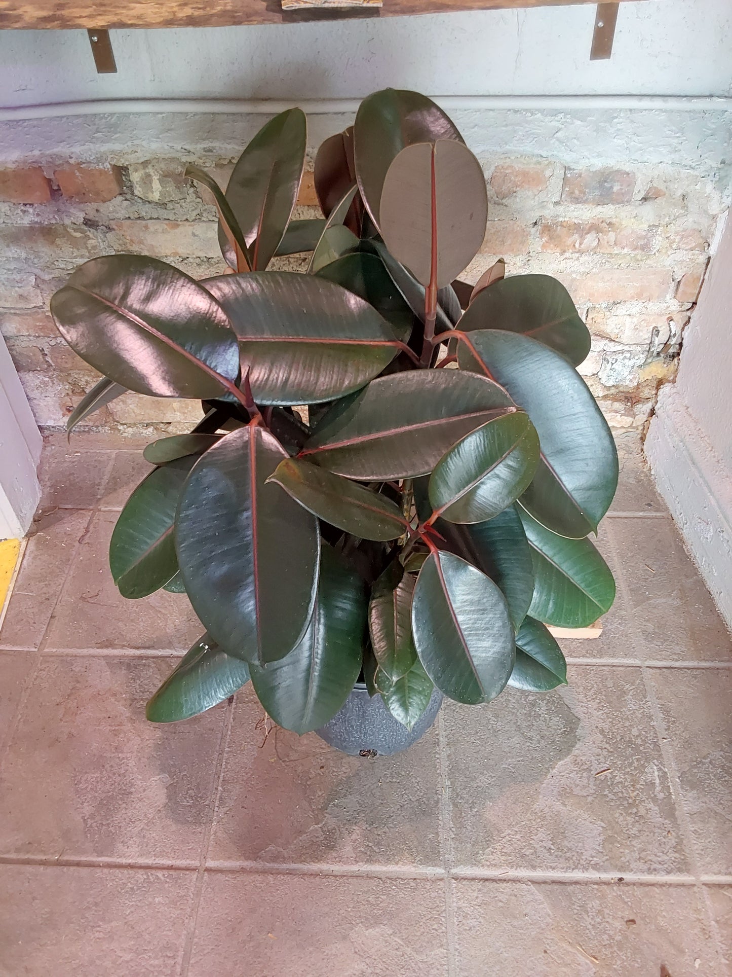 Rubber Plant