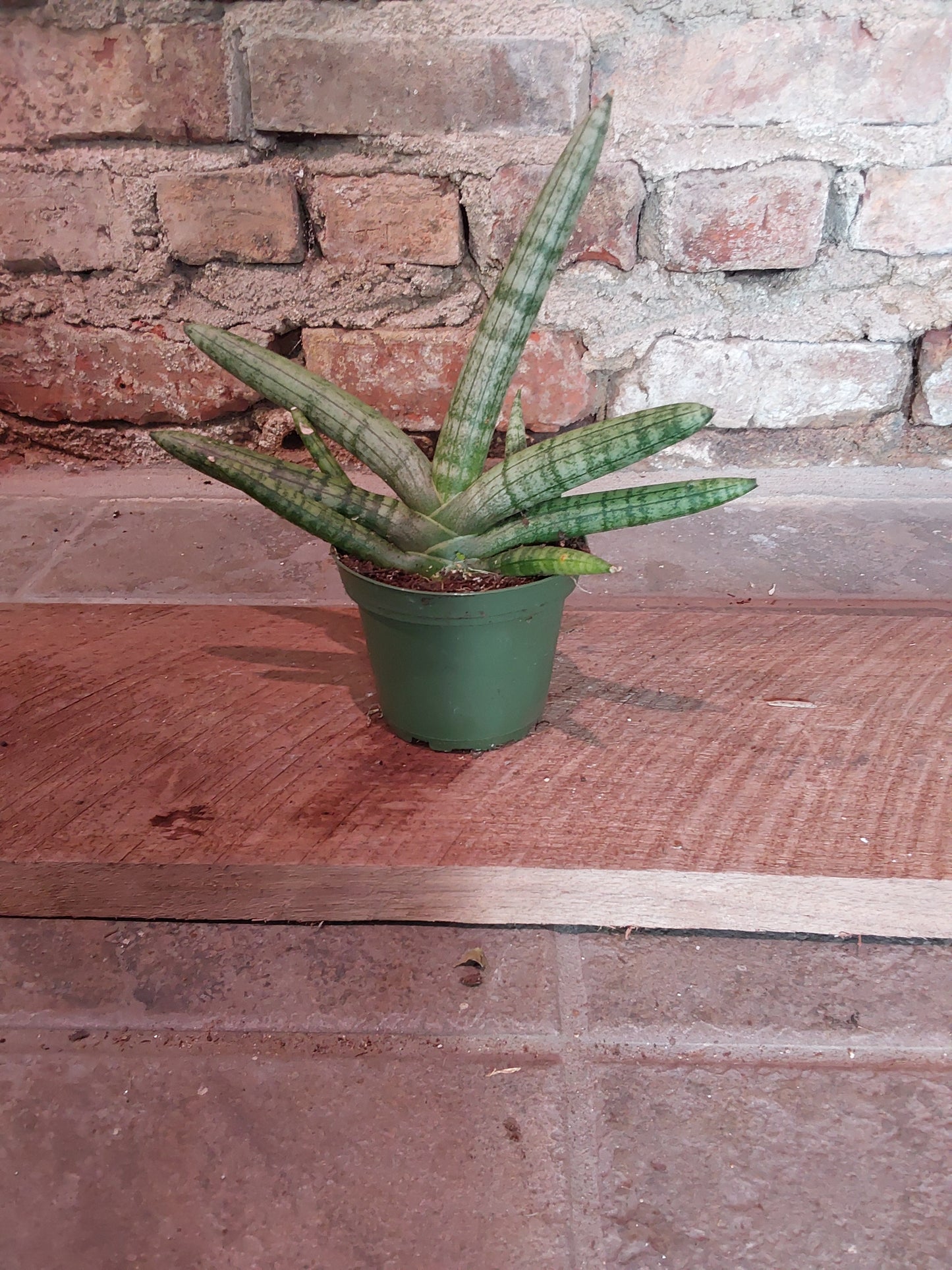 Sansevieria Boncellensis 4"