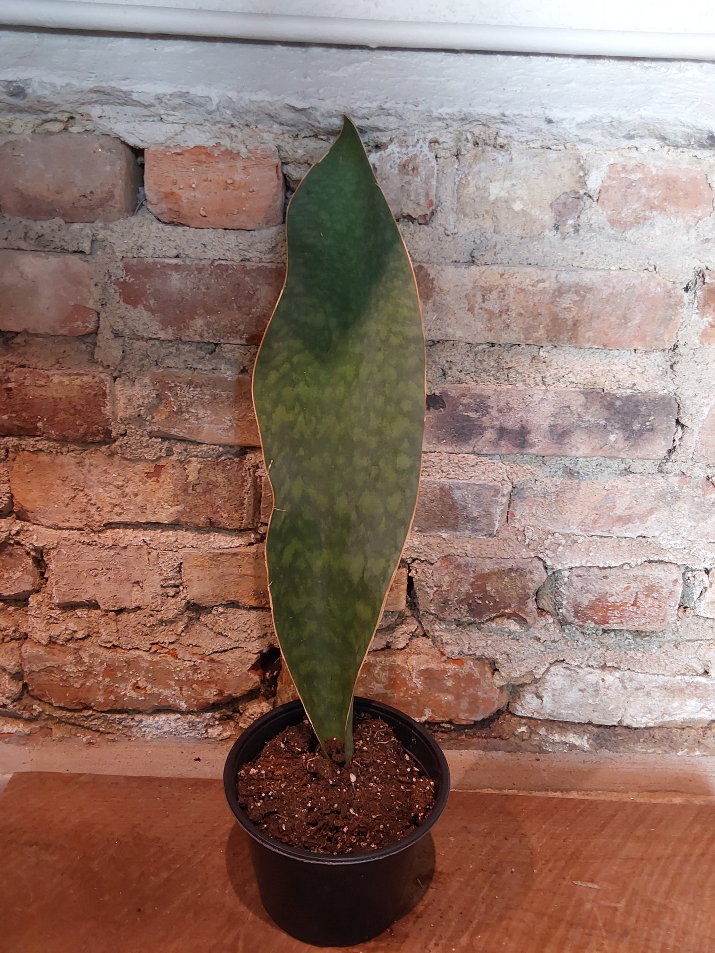 Sansevieria Victoria 6" Whale Fin