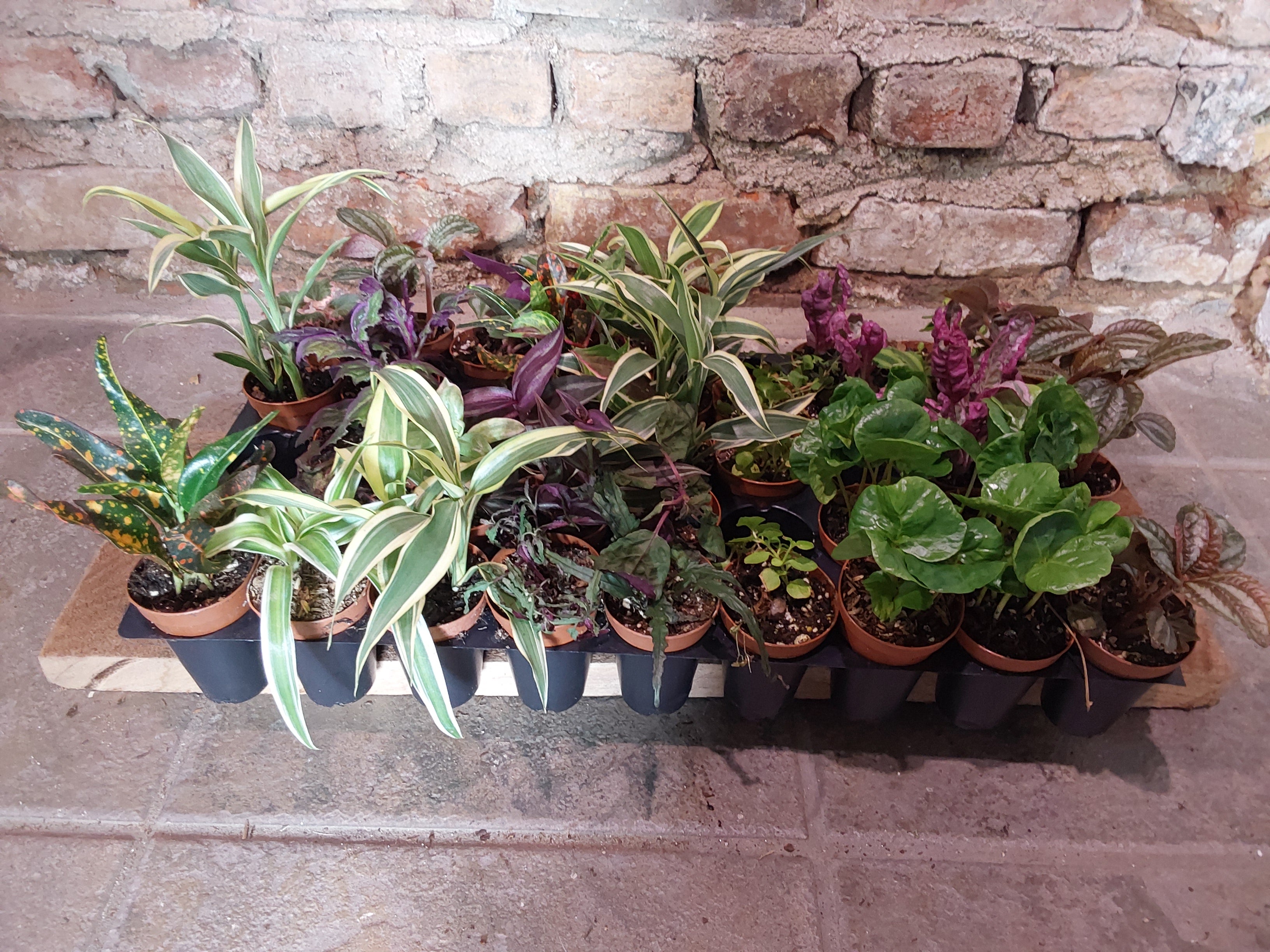 mini terrarium plants for sale Mini Terrarium Plants – Chlorophyll