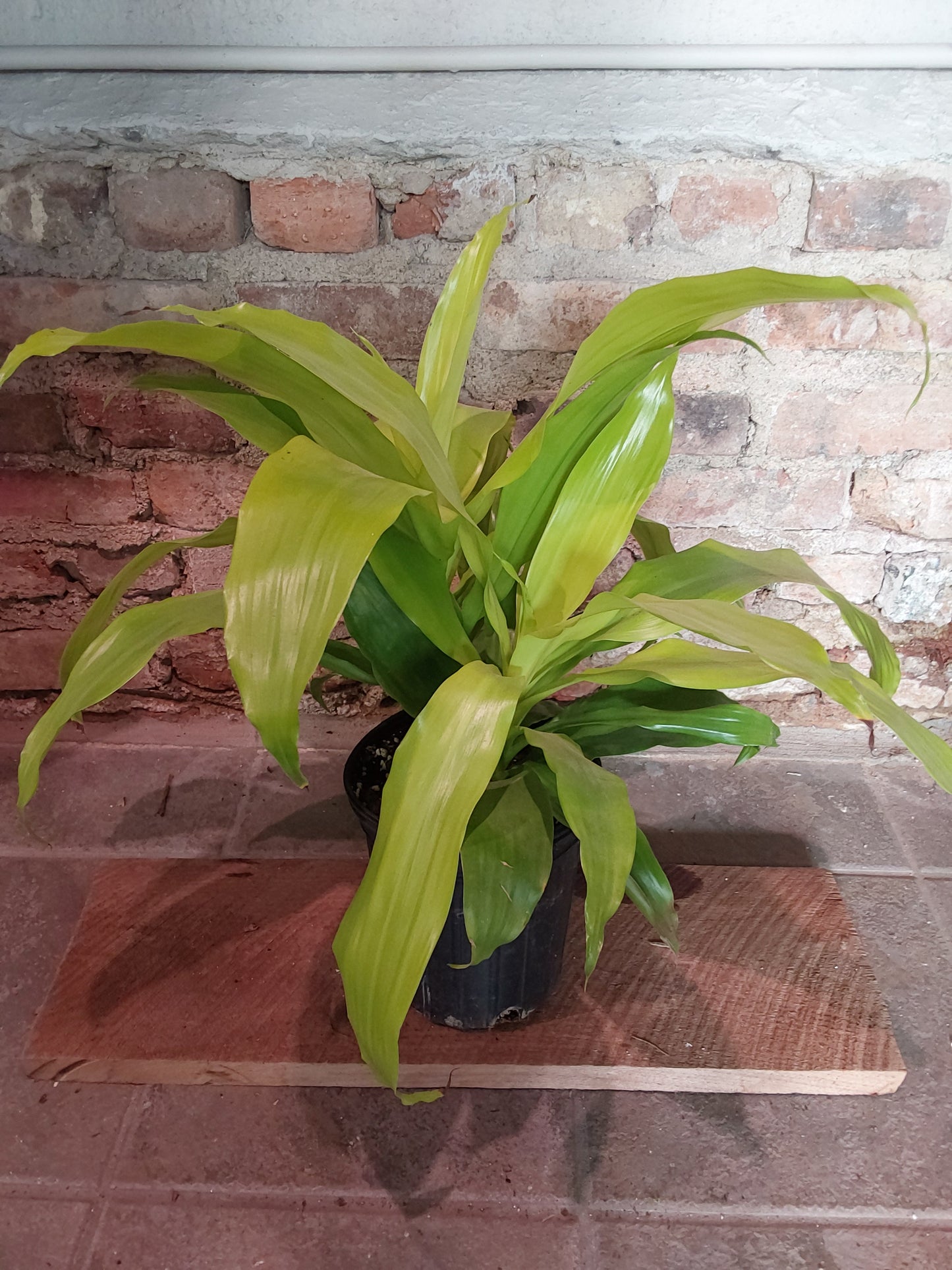Limelight Dracaena
