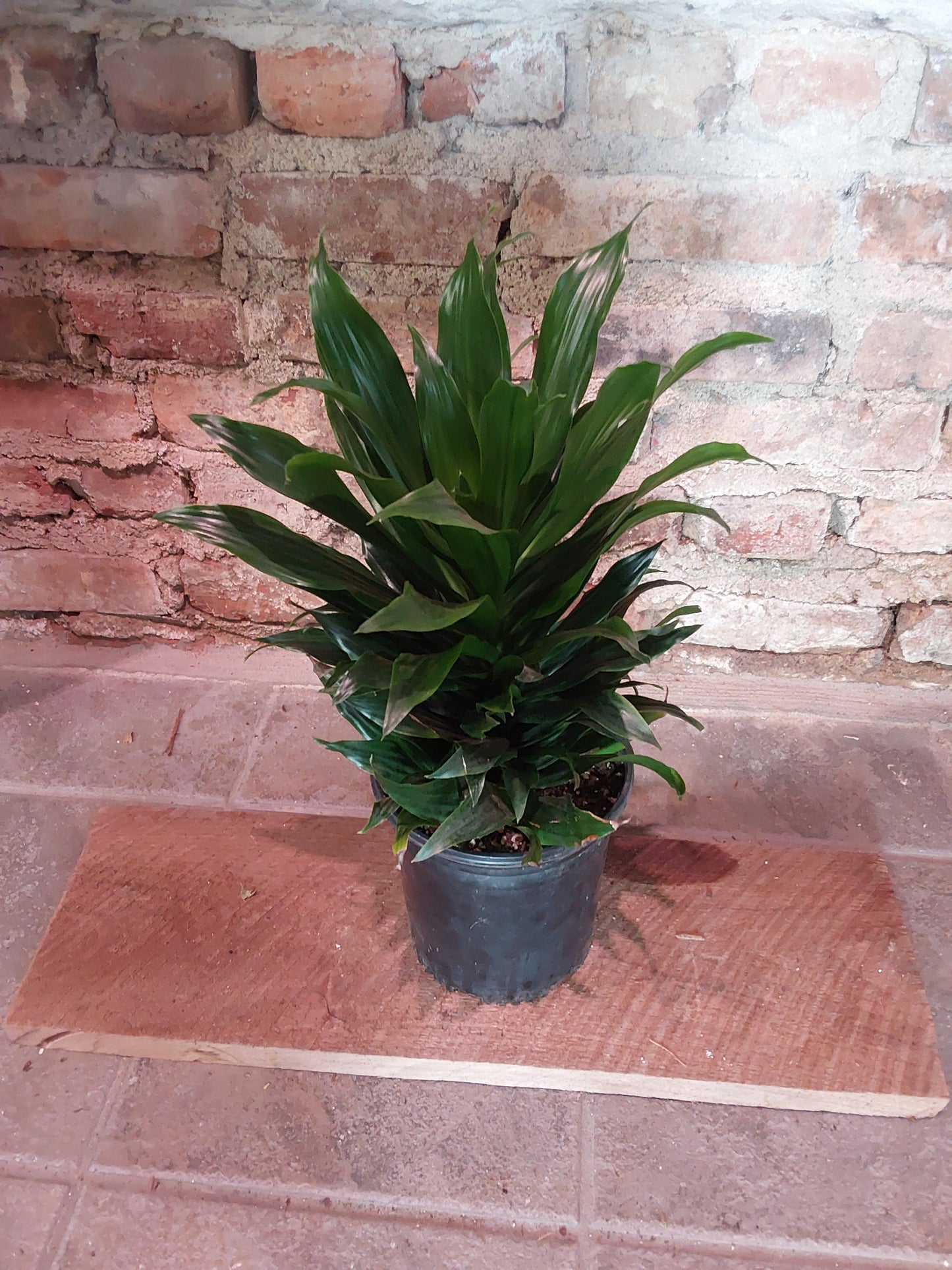 Dracaena Fragrans