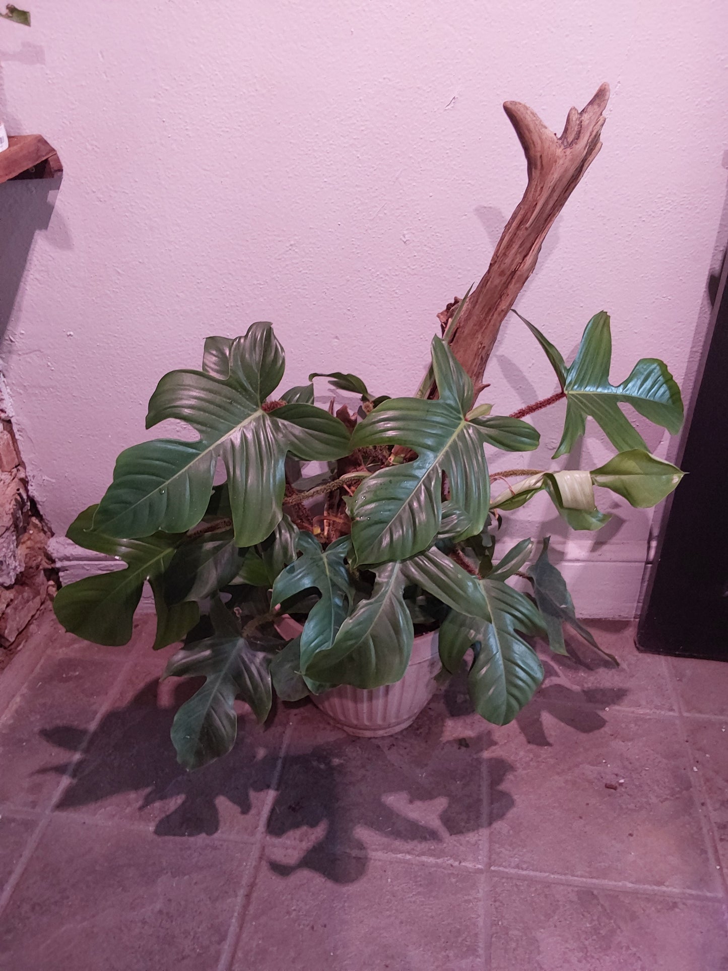Philodendron Squamiferum
