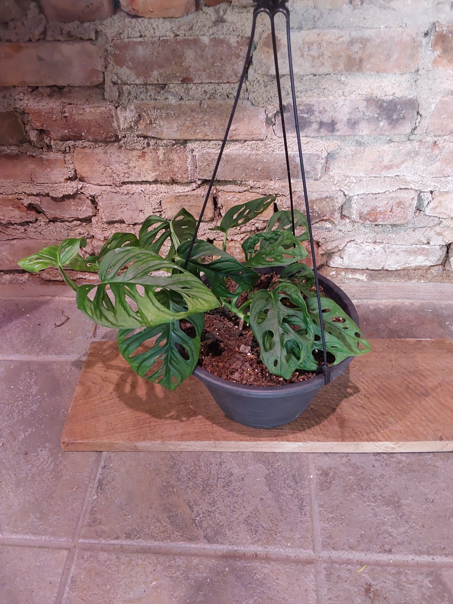 Swiss Cheese Monstera