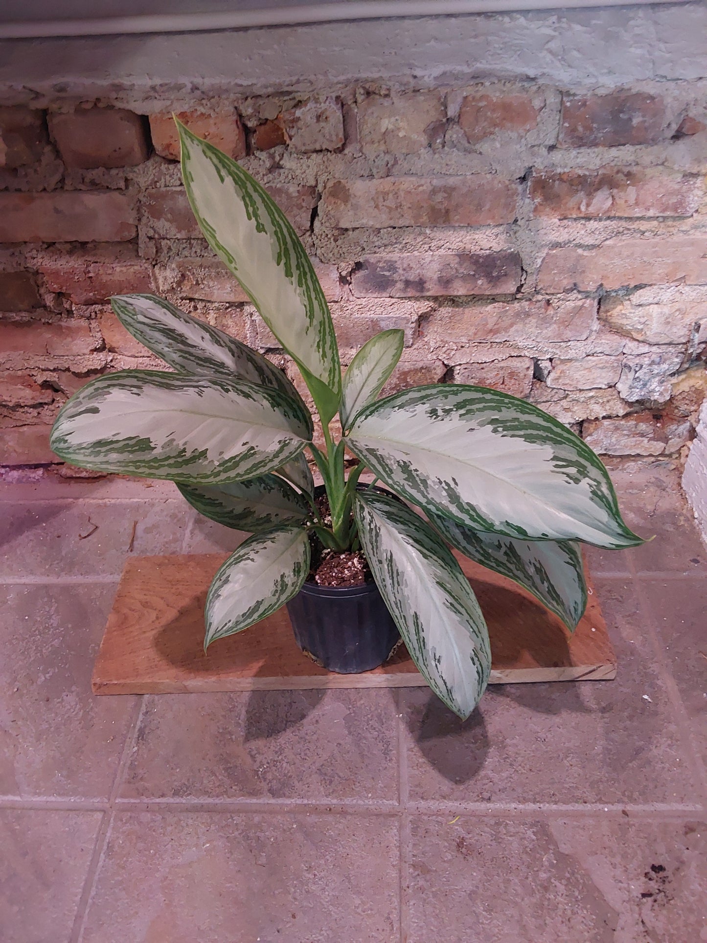 Aglaonema Silver Bay