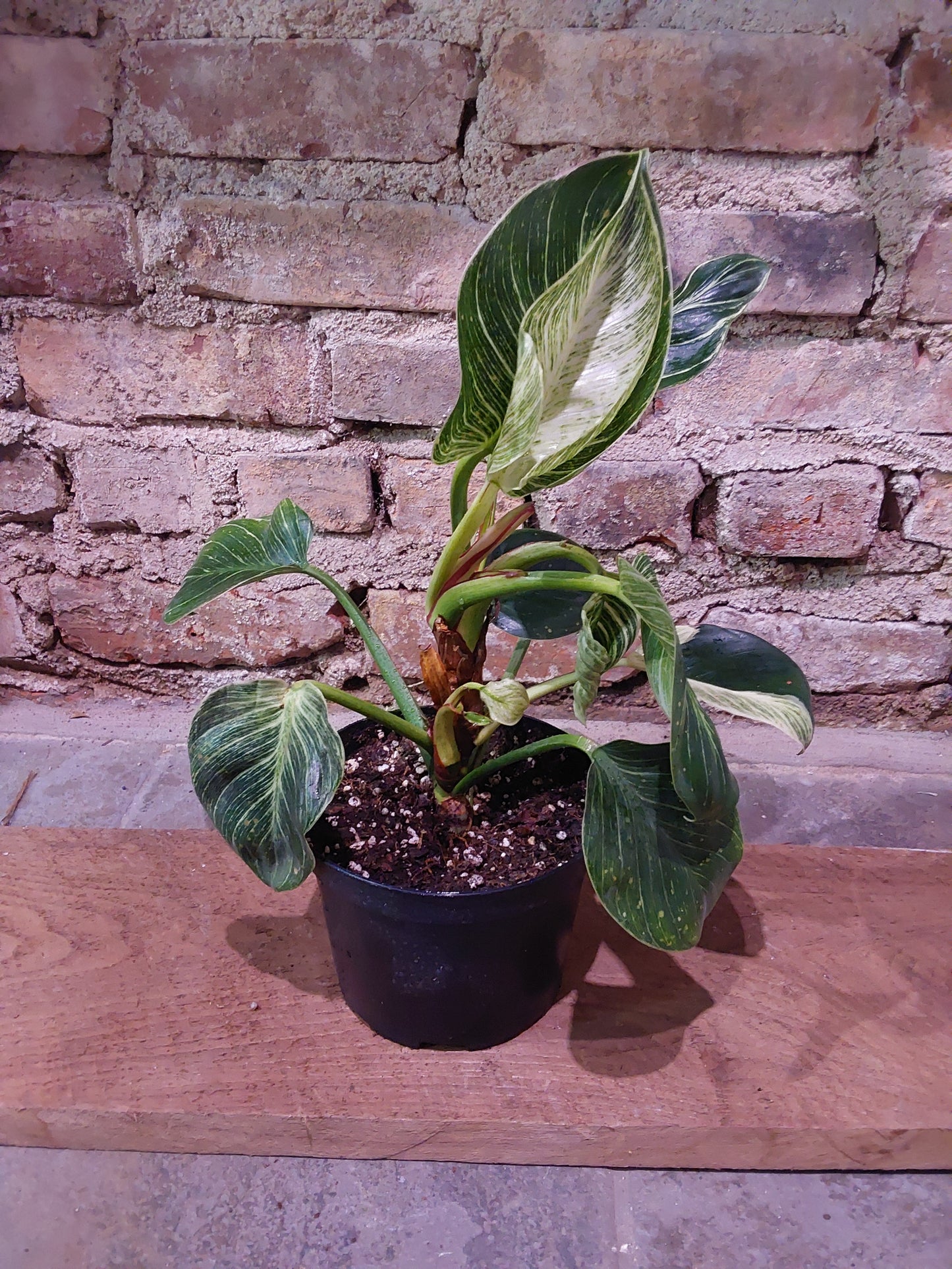 Philodendron Beirkin