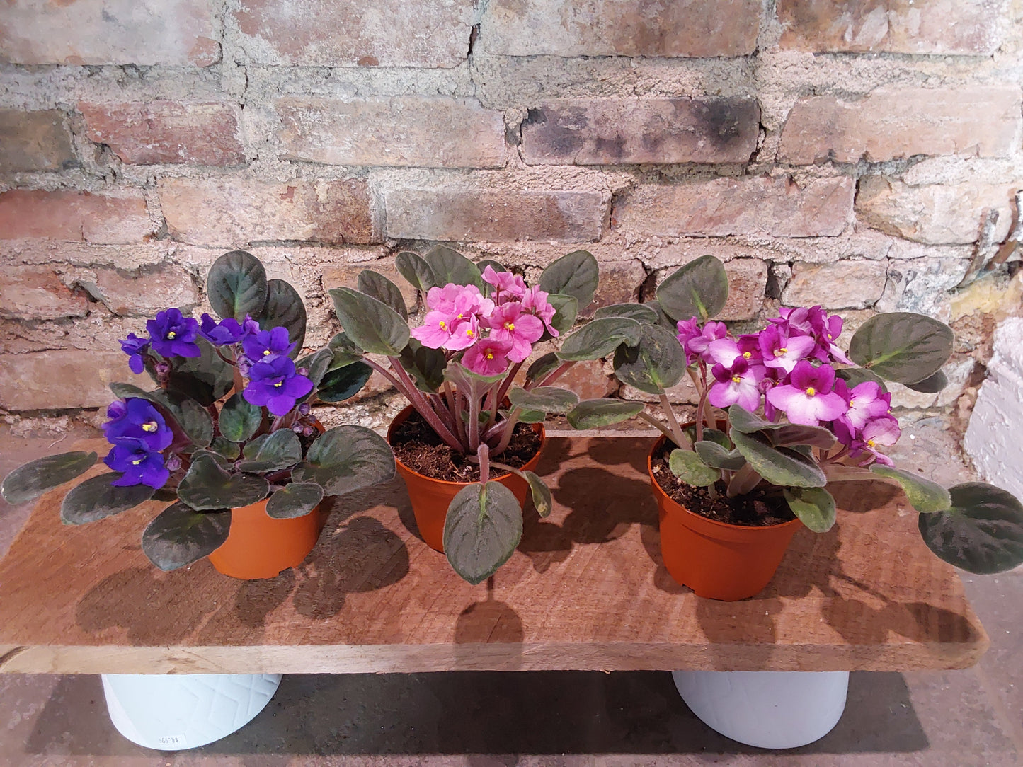 African Violet