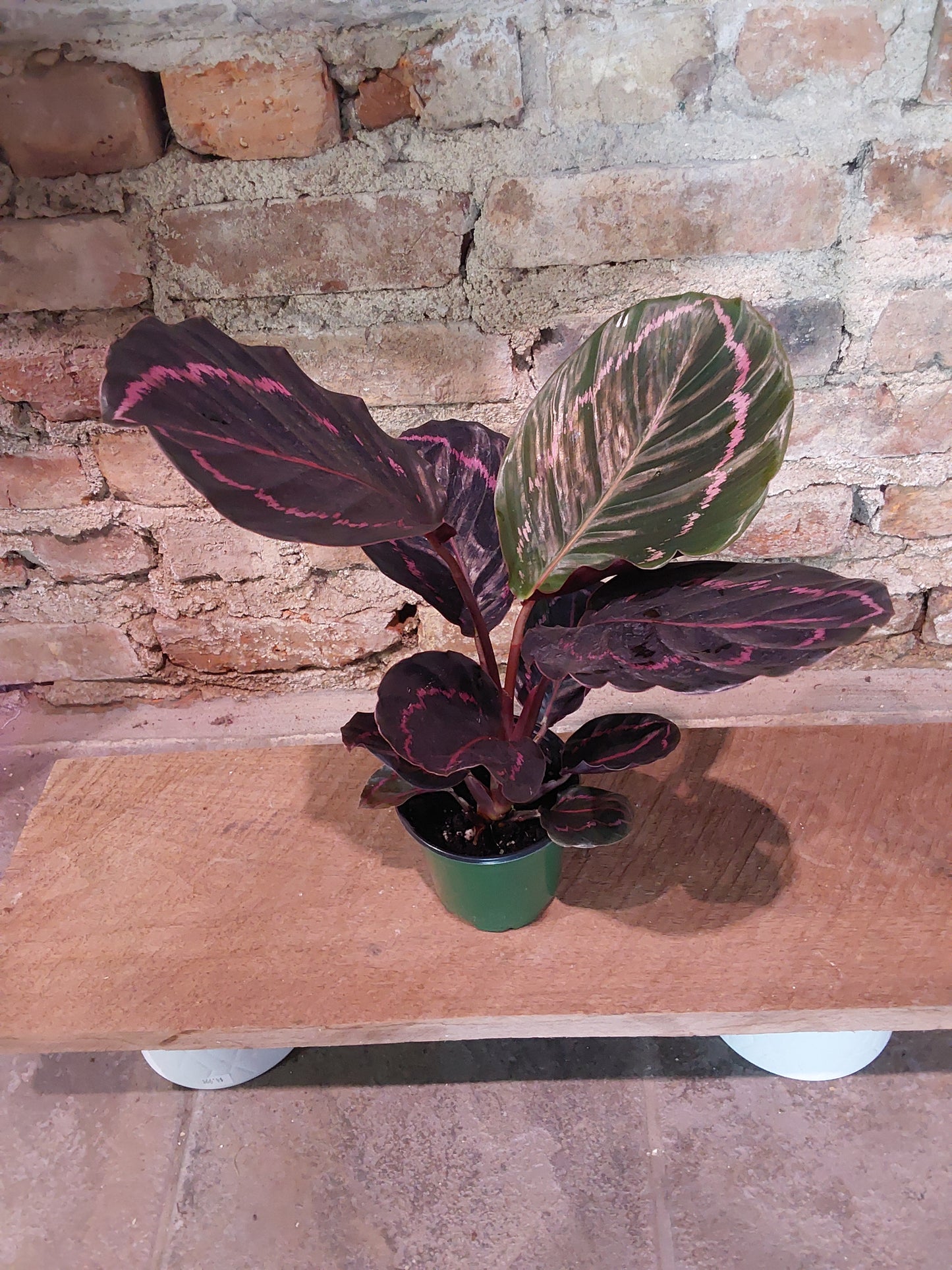 Calathea Roseopicta