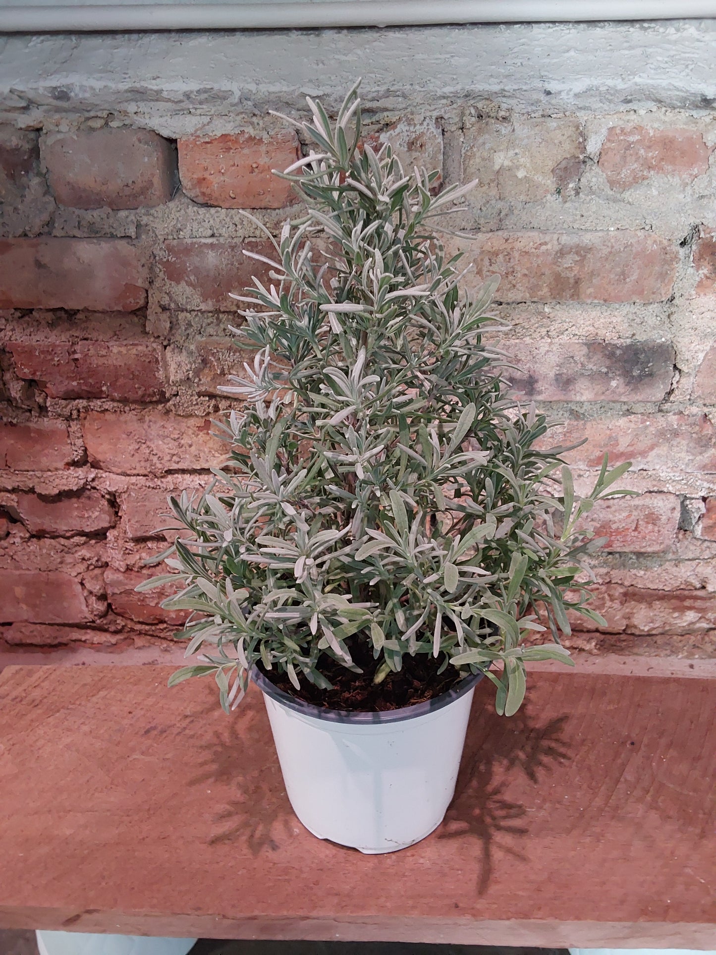 Lavender Tree