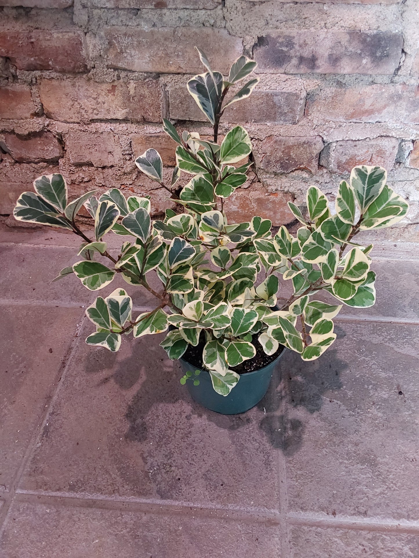 Ficus Triangularus