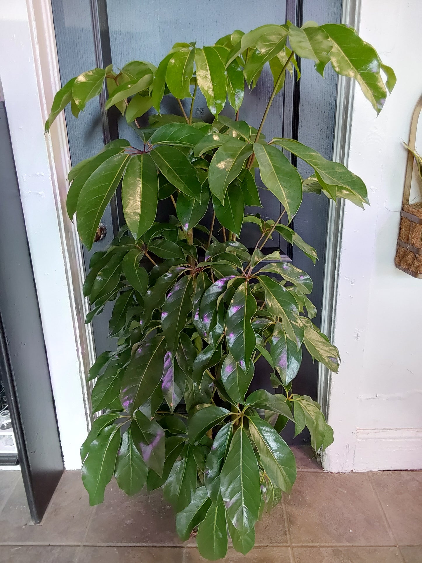 Amate Schefflera