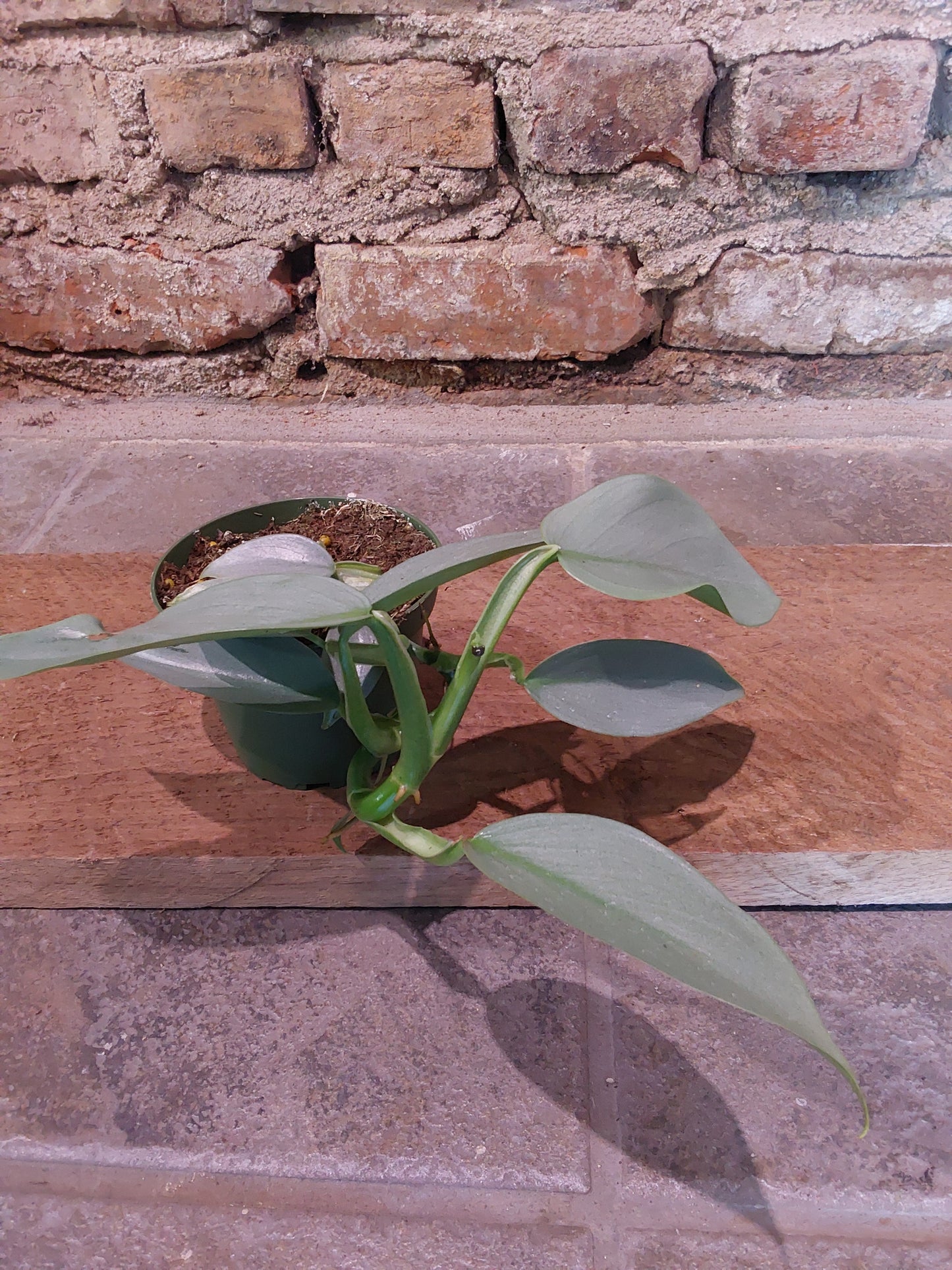 Philodendron Silver Sword