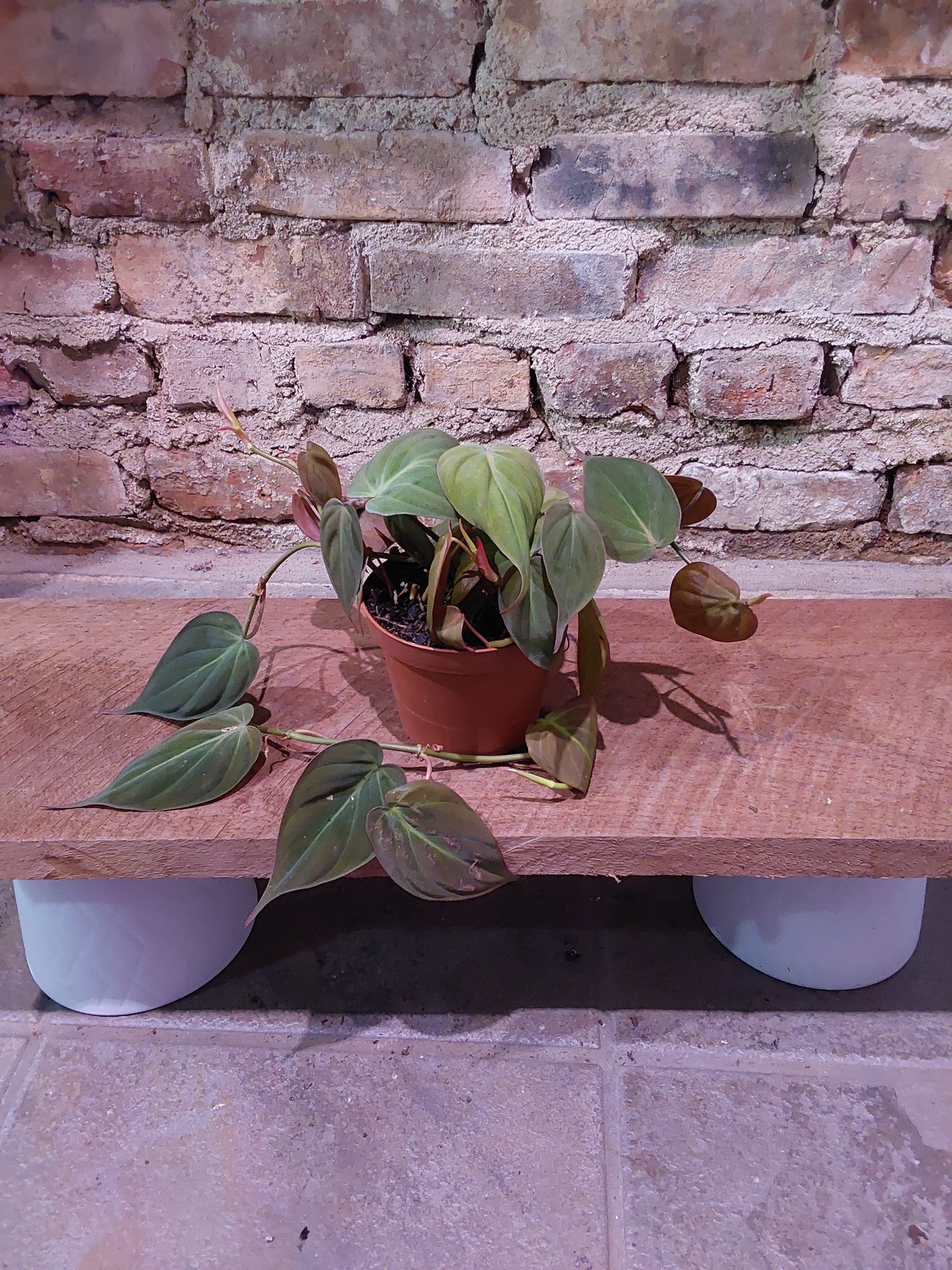 Philodendron Hederaceum "Micans"