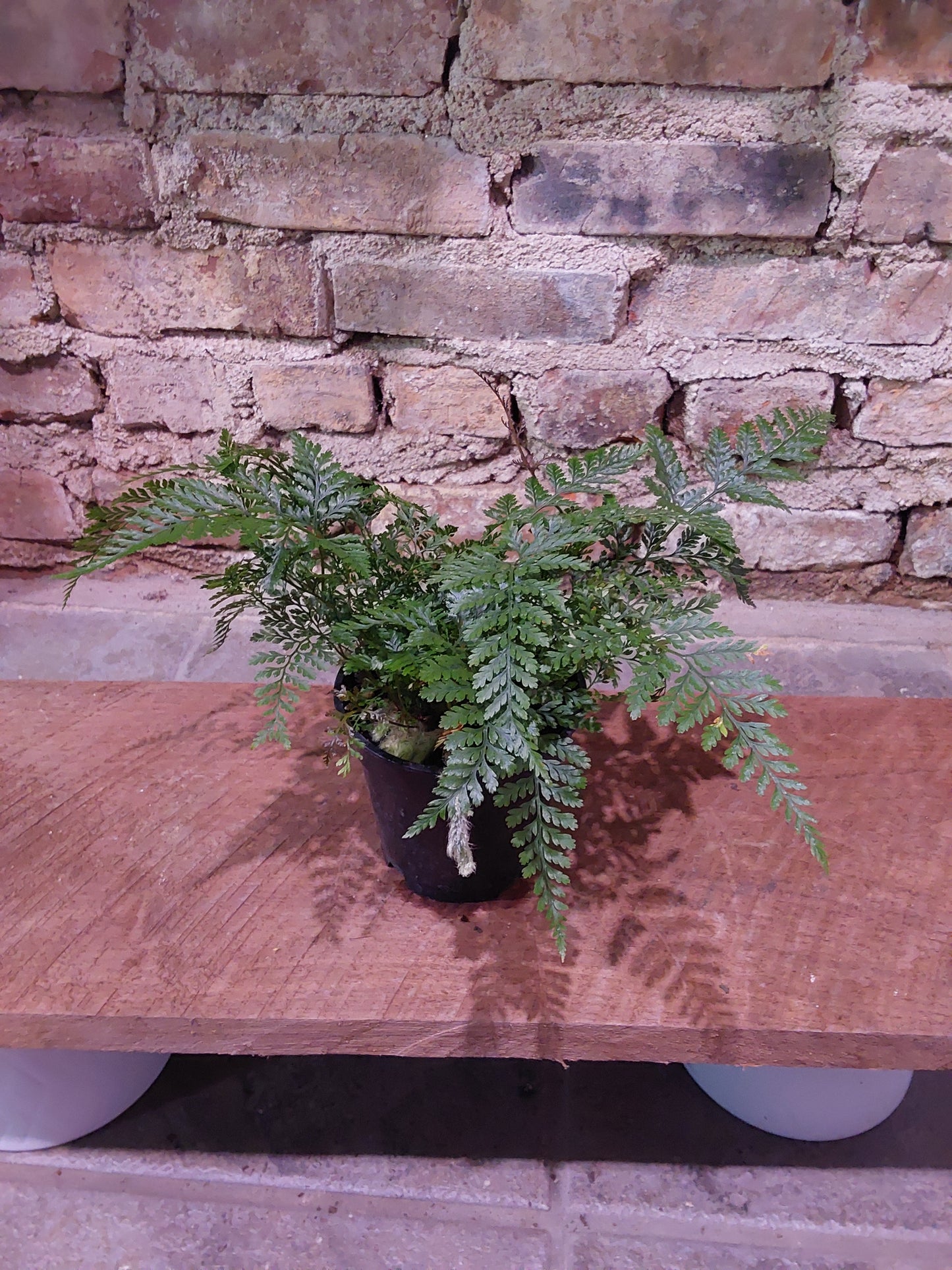 Rabbit Foot Fern