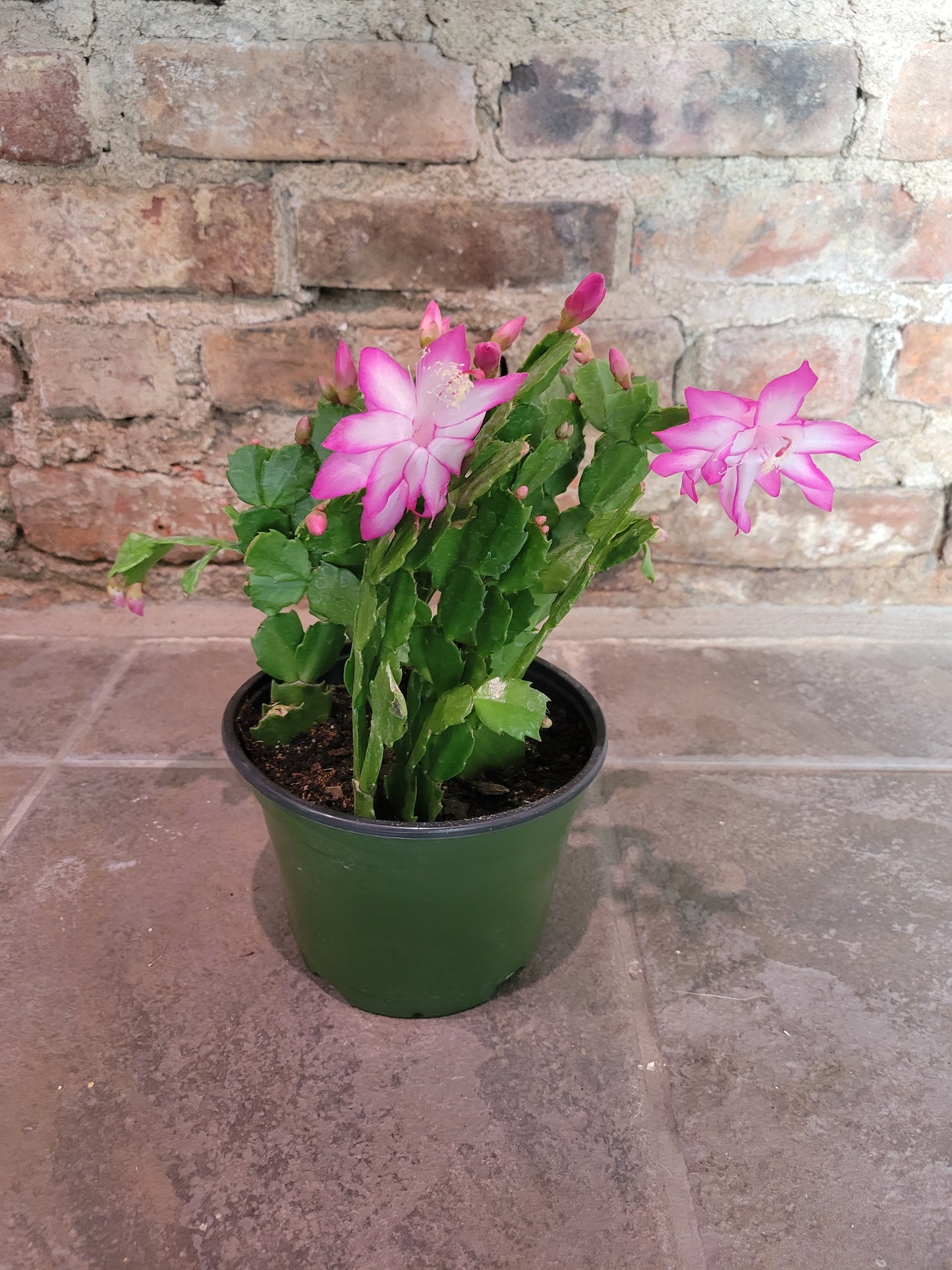 Christmas Cactus 6"
