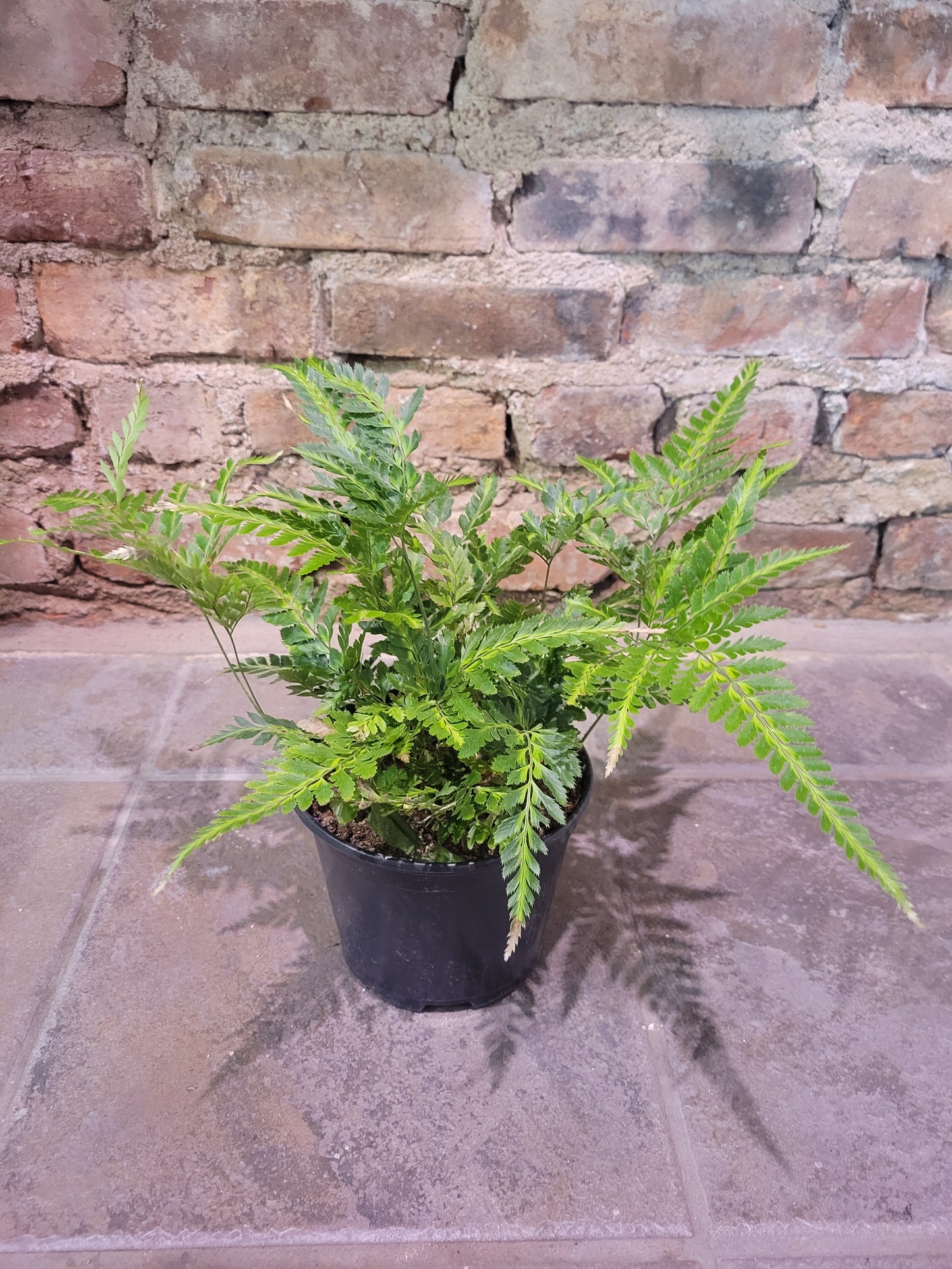 East Indian Holly Fern 6"