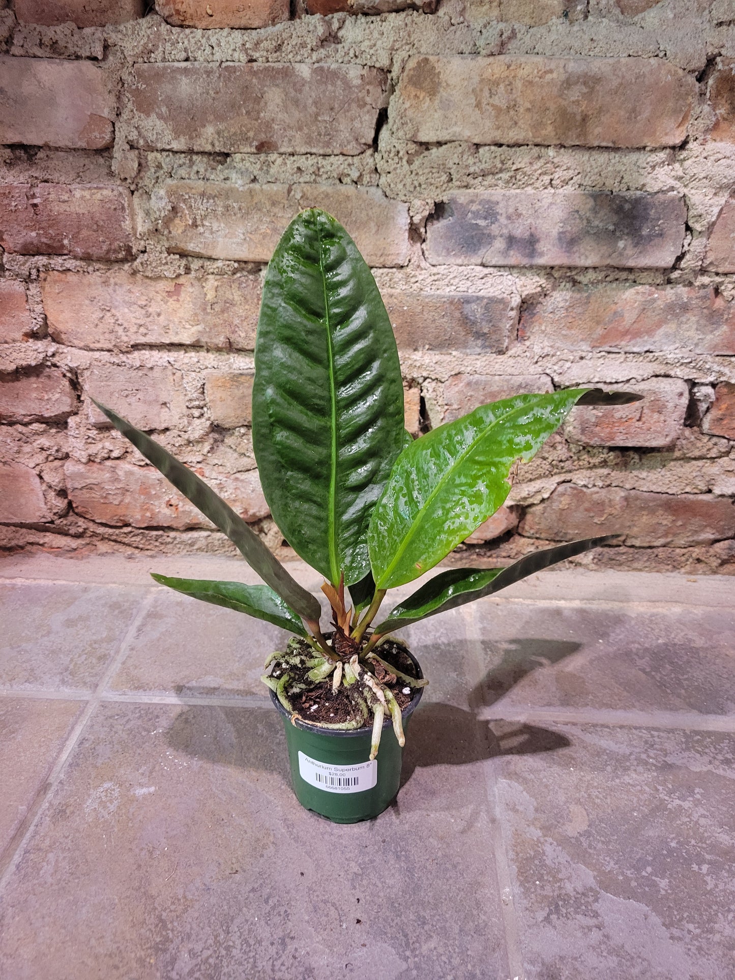 Anthurium Superbum 8"