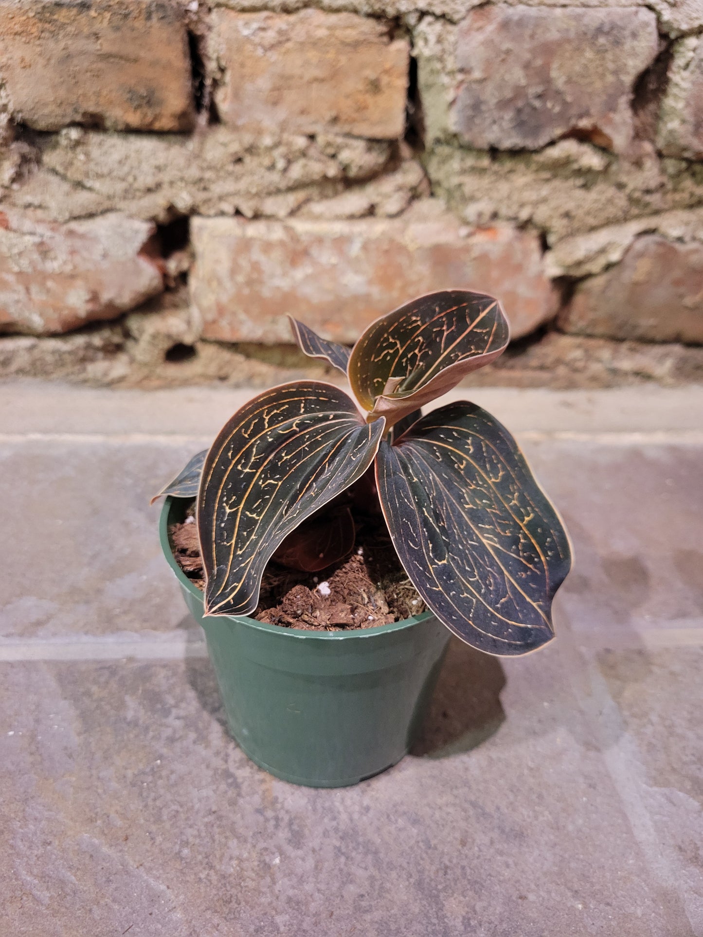 Jewel Orchid