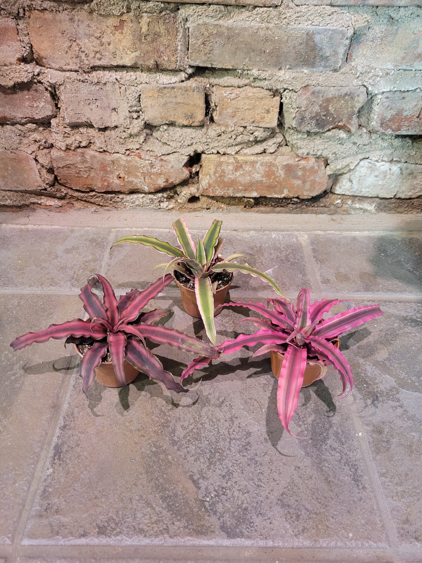 Cryptanthus 3"